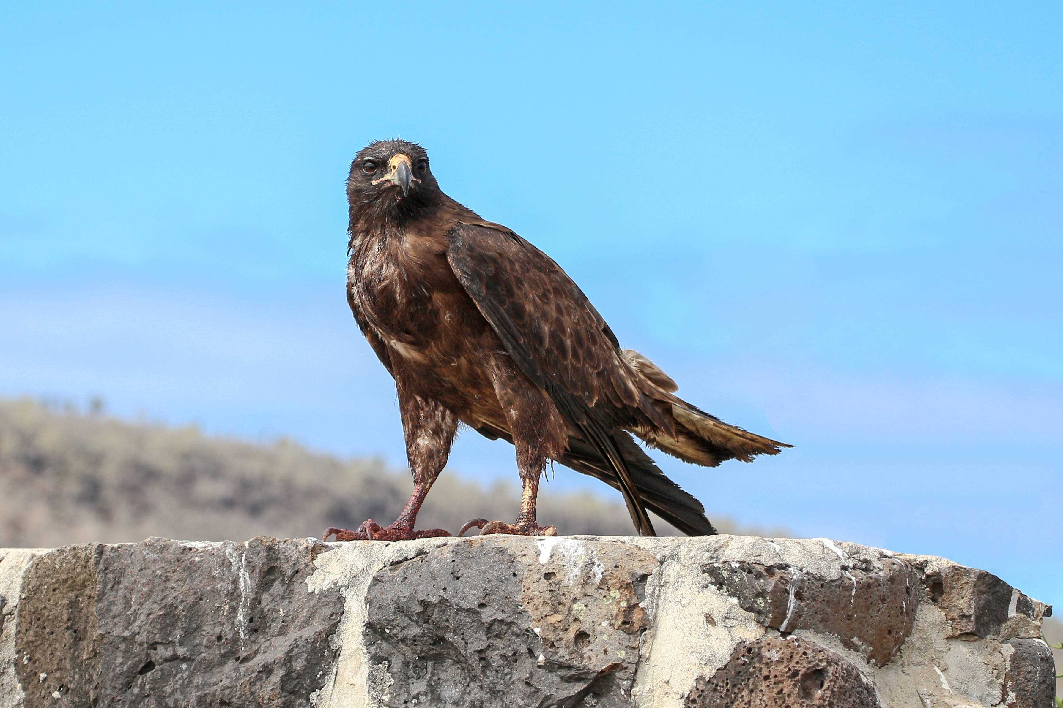 Galapagos hawk 01