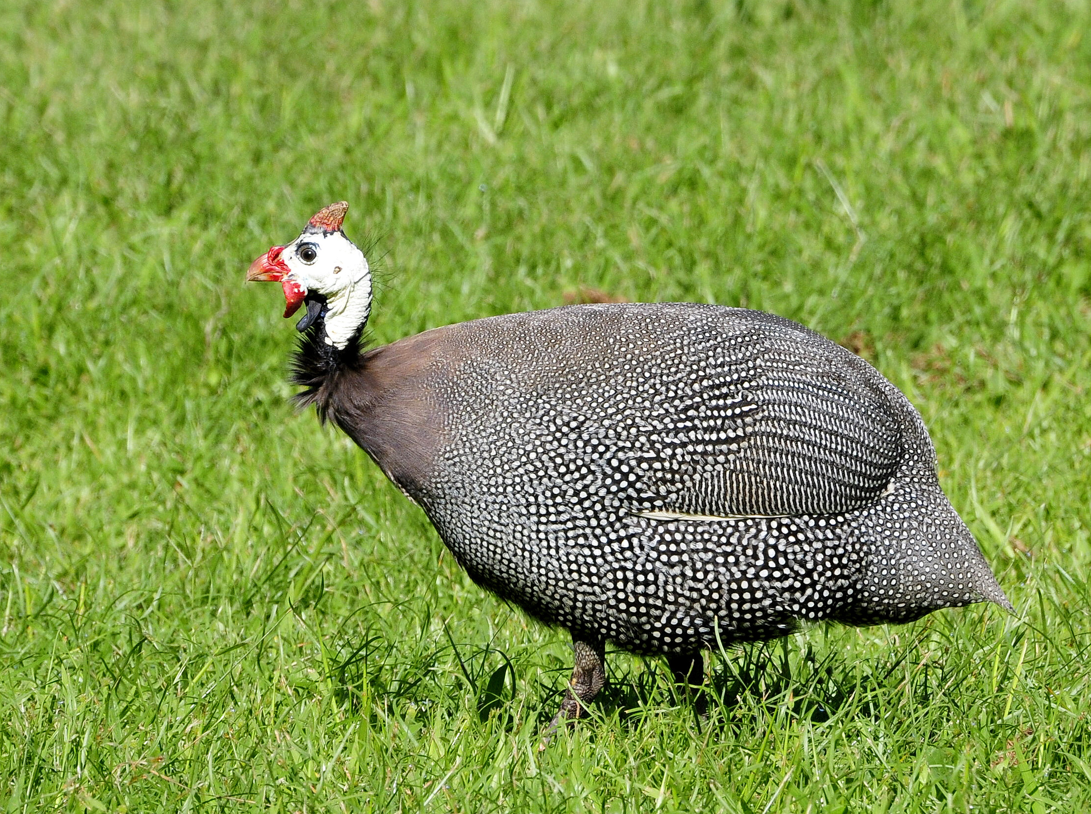 GALINHA-D'ANGOLA (Numida meleagris)