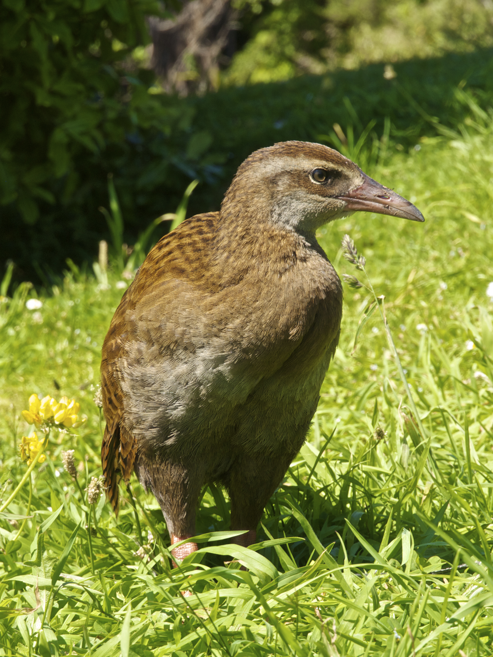 Gallirallus australis LC0248