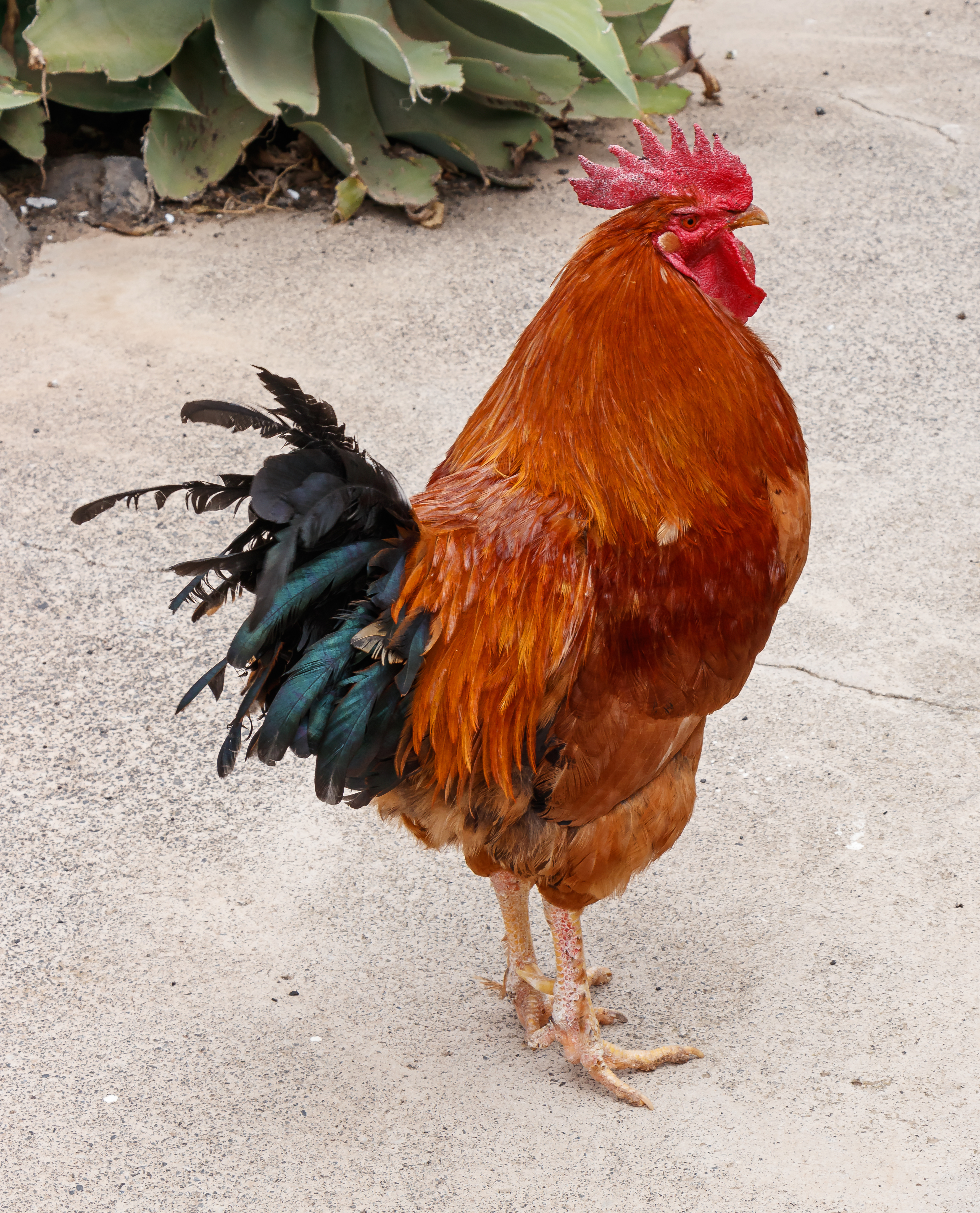 Gallus gallus domesticus - Lanzarote