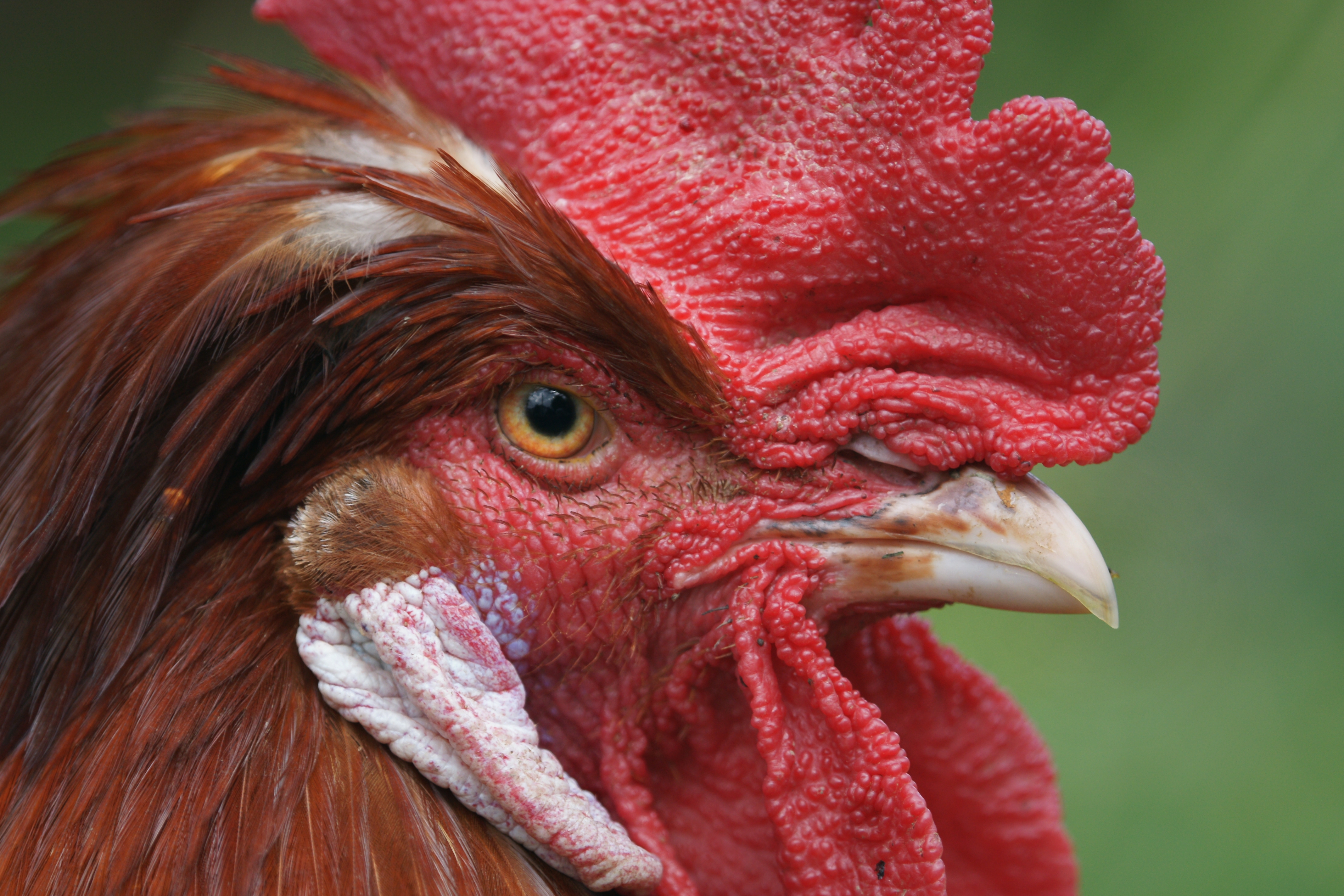 Gallus gallus domesticus, Hahn