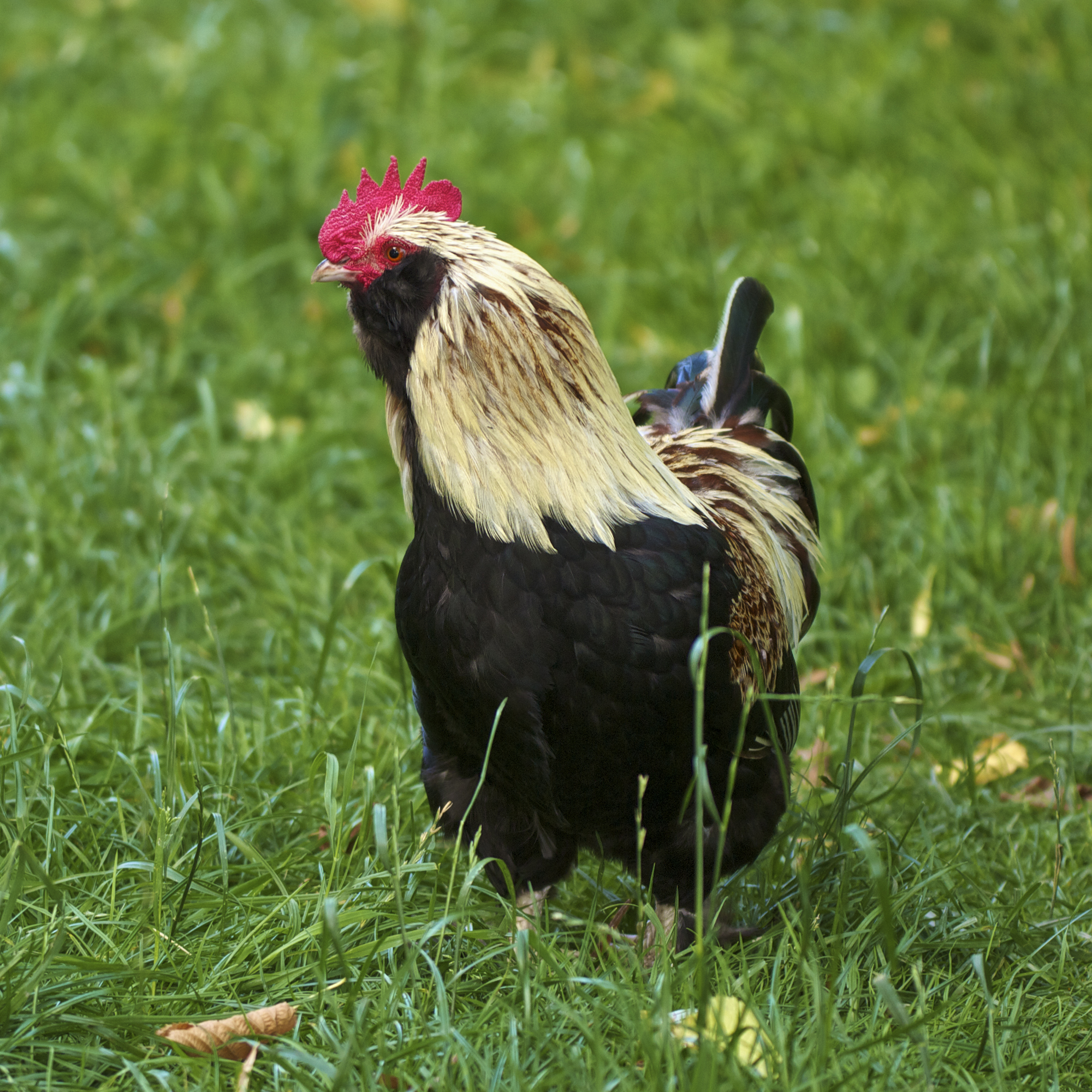 Gallus gallus domesticus LC0259