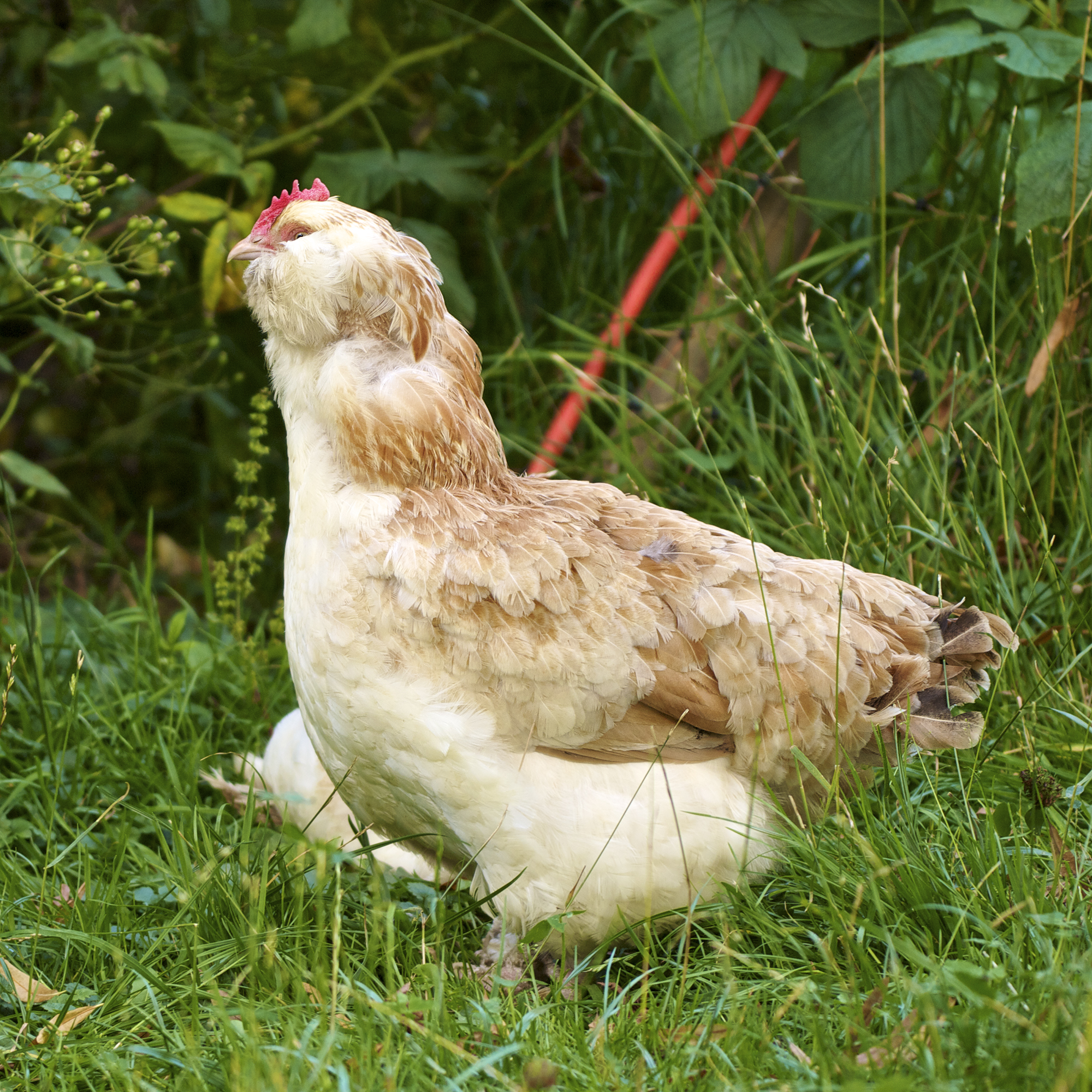 Gallus gallus domesticus LC0262
