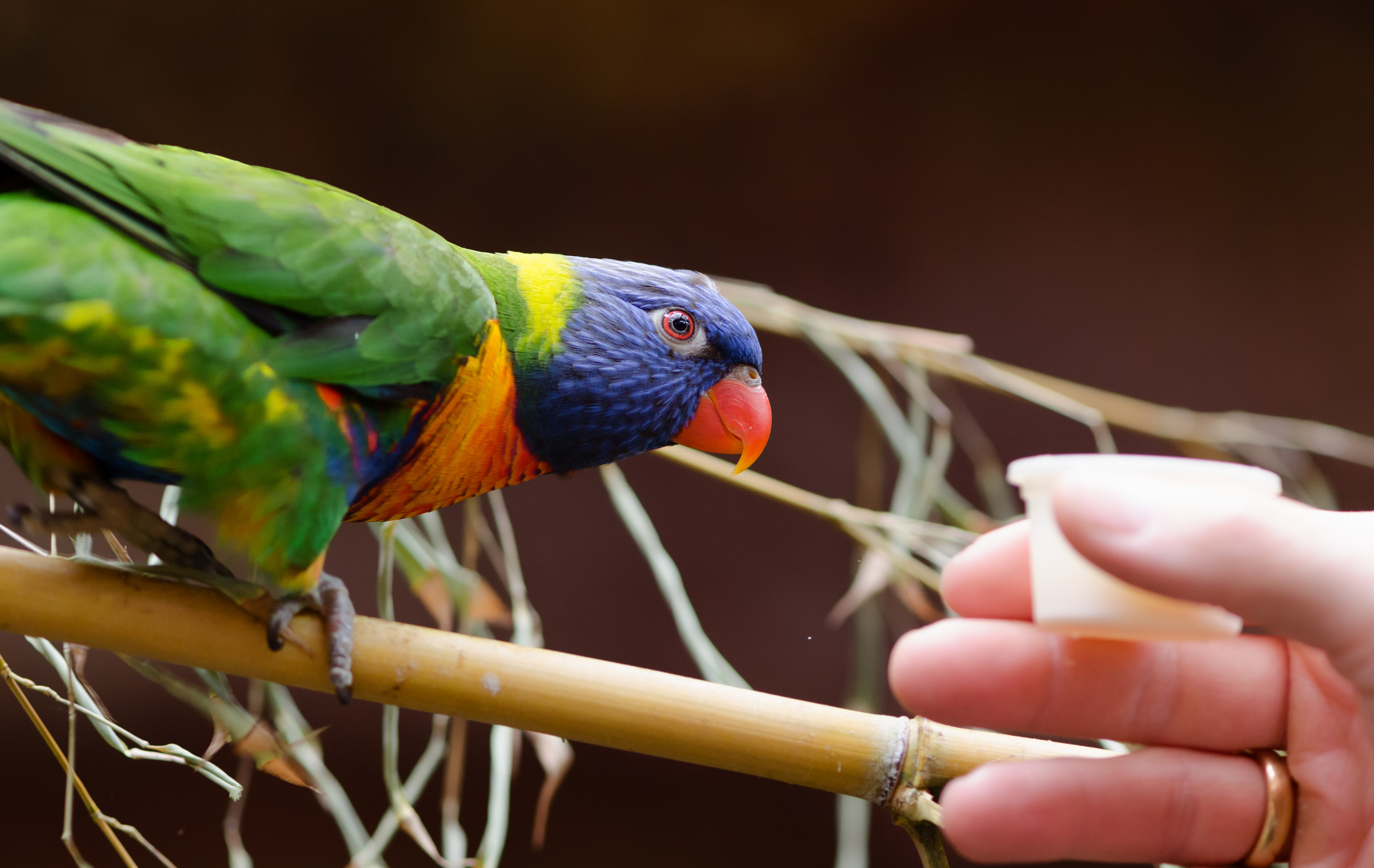 Gebirgslori-Zoo-Muenster-2013-01