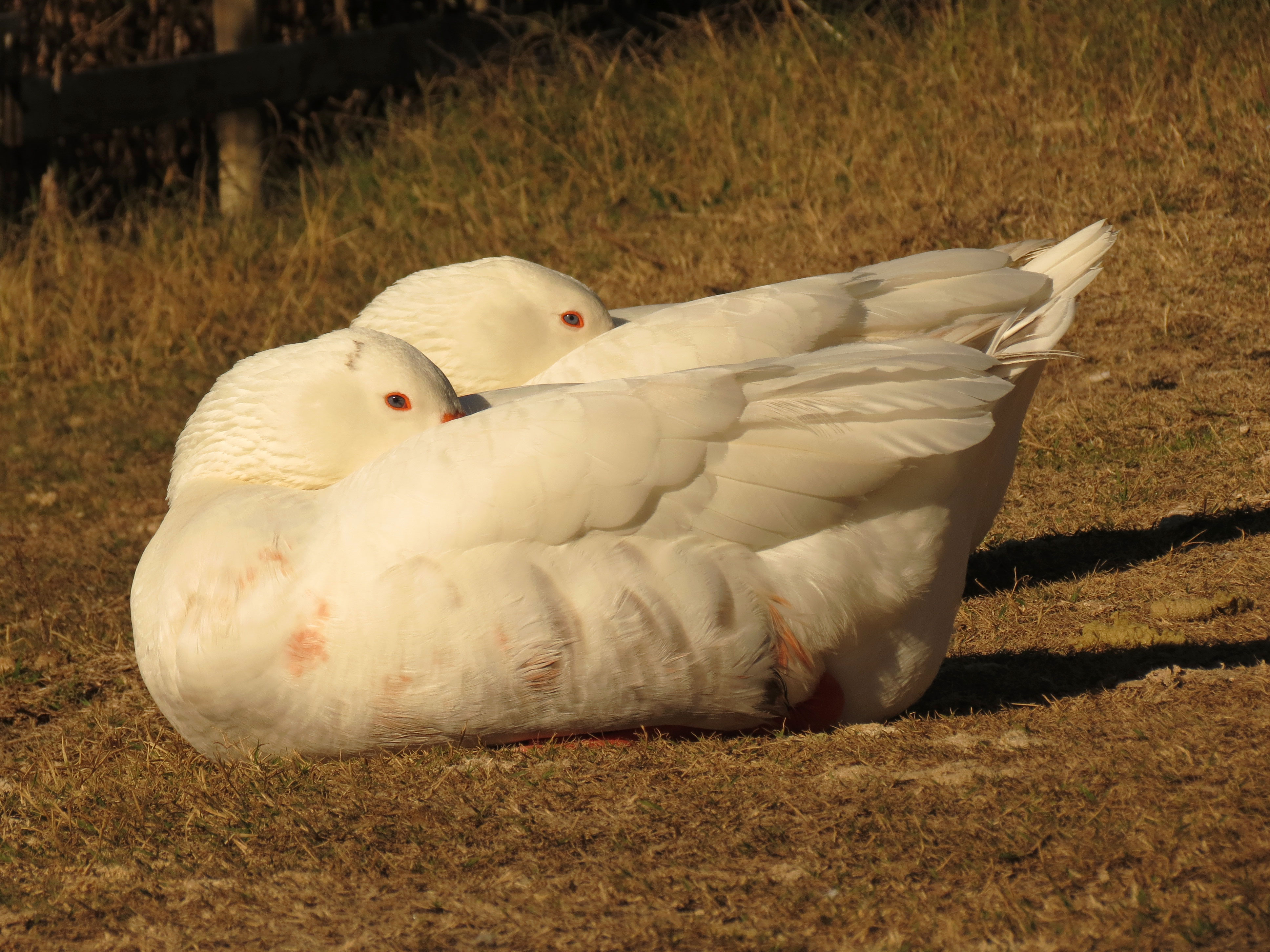 Geese (16344184302)