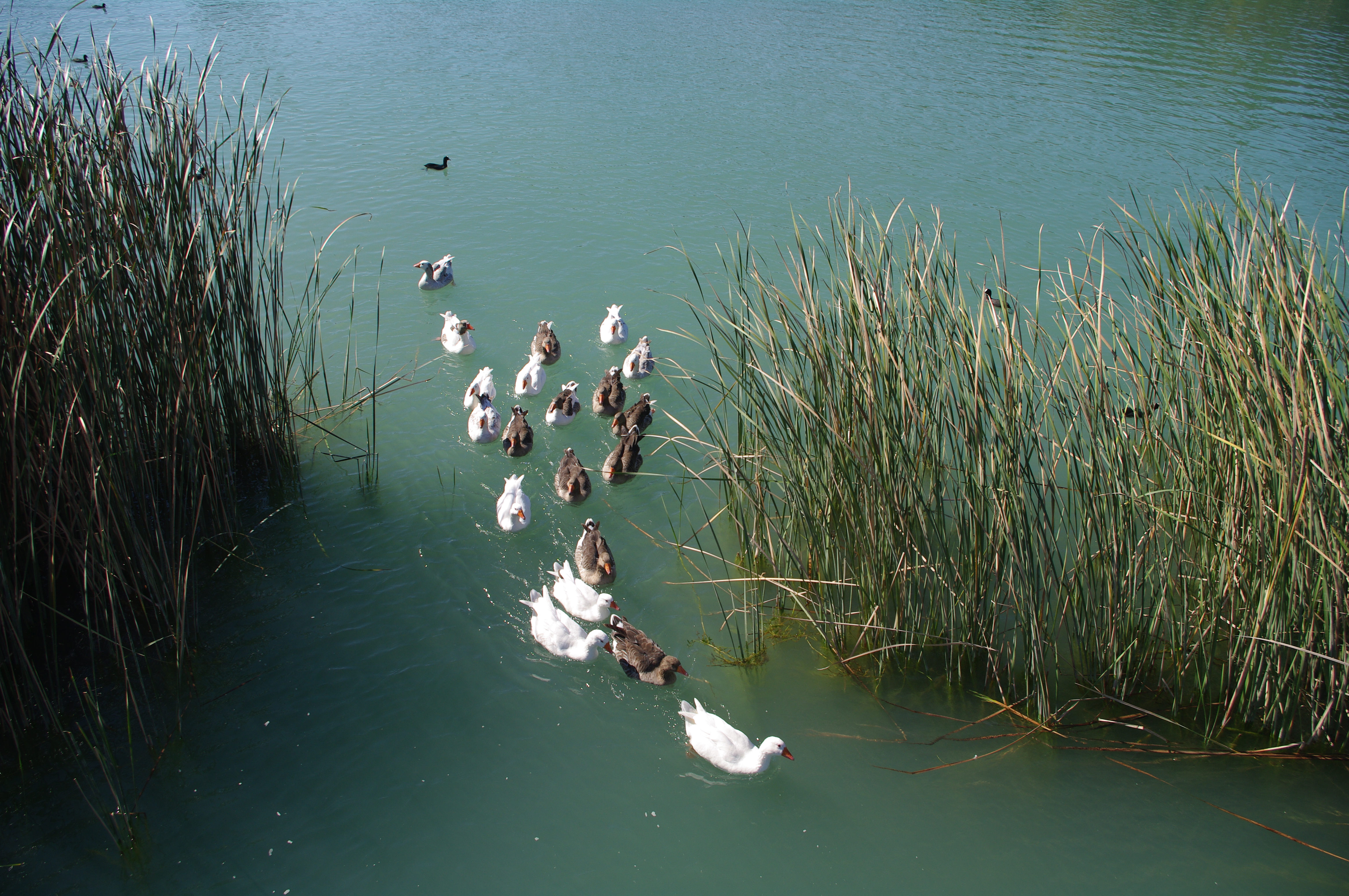 Geese flock - Kaz Sürüsü 03