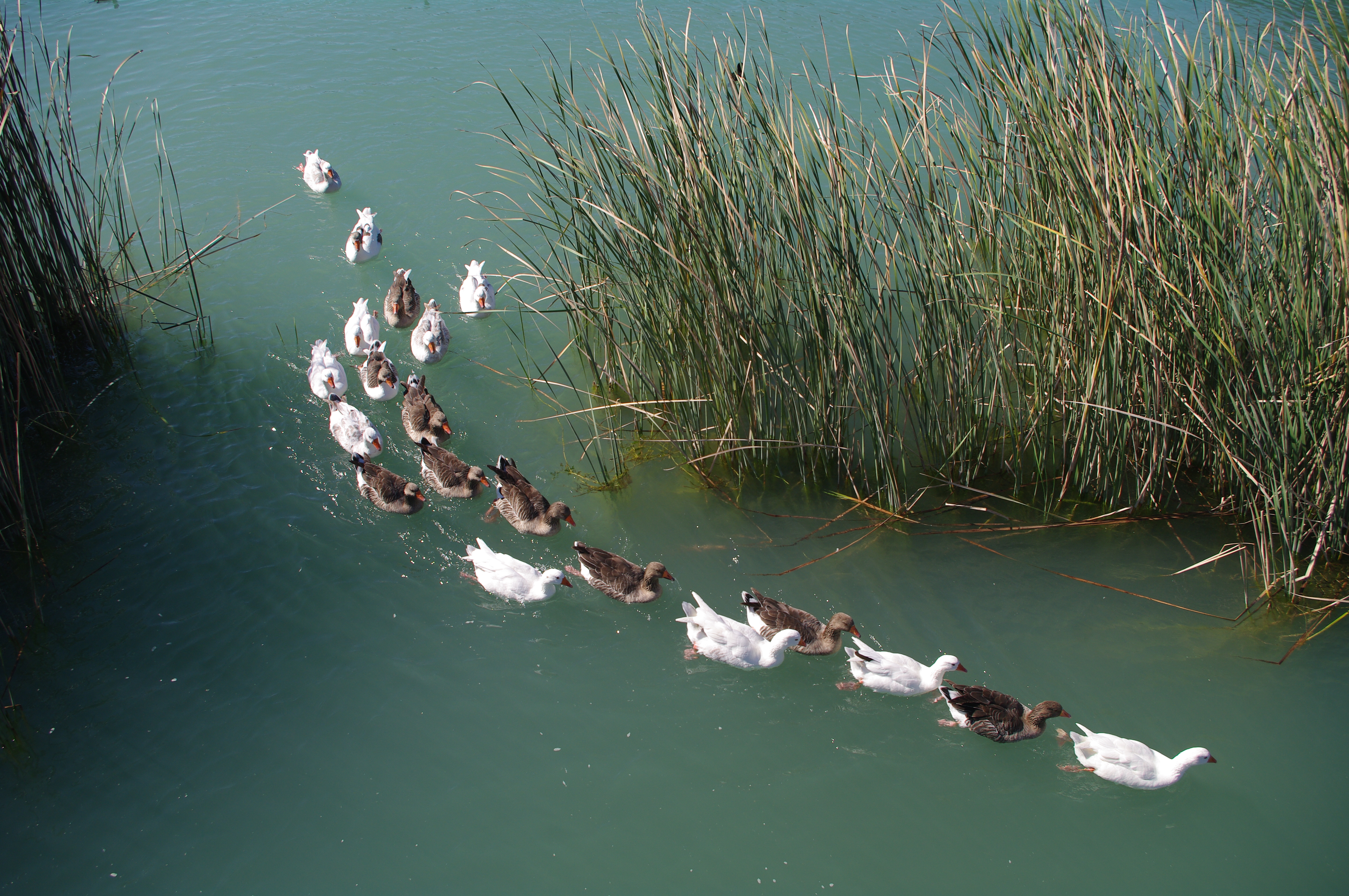 Geese flock - Kaz Sürüsü 06