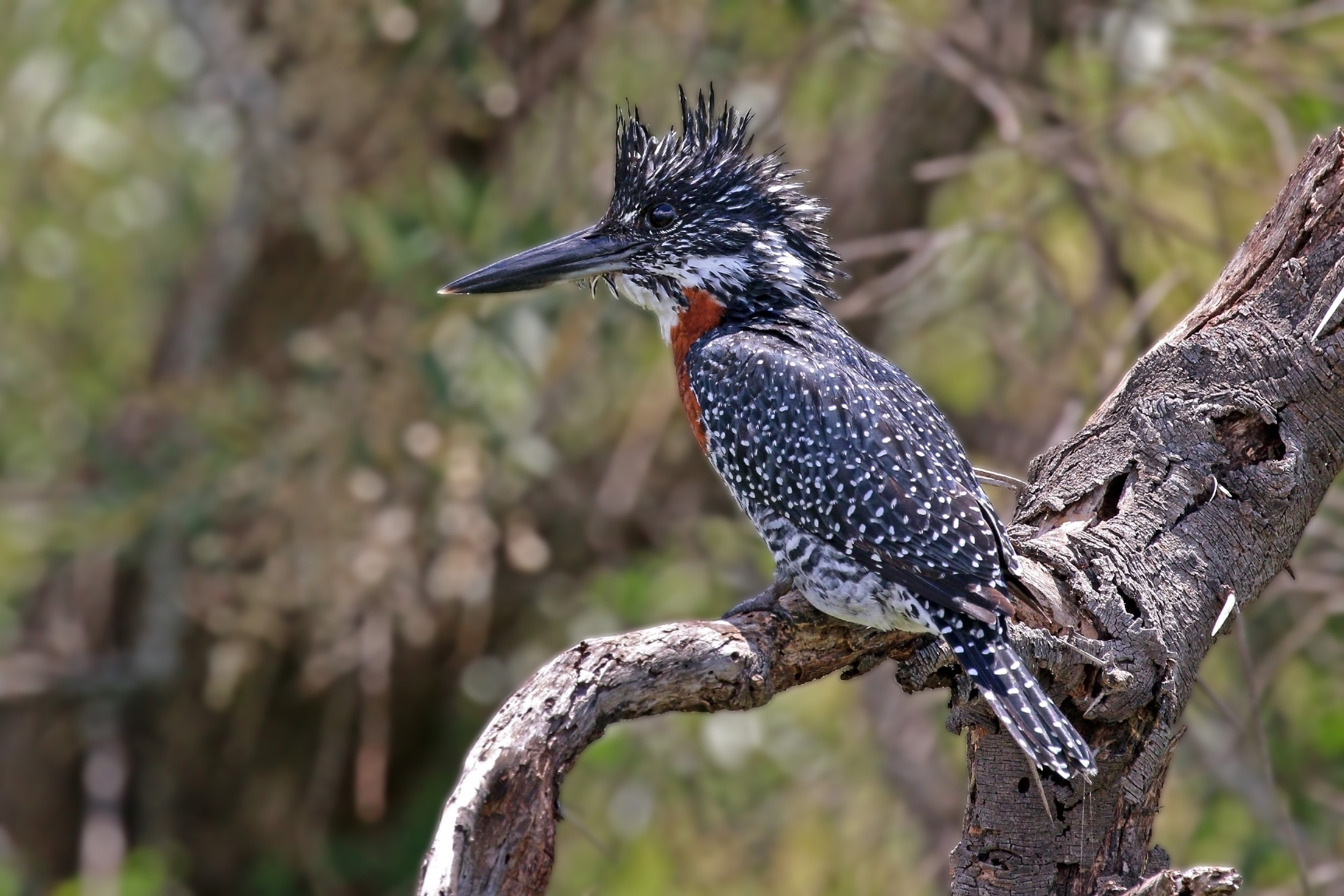 Giant kingfisher (Megaceryle maxima) male