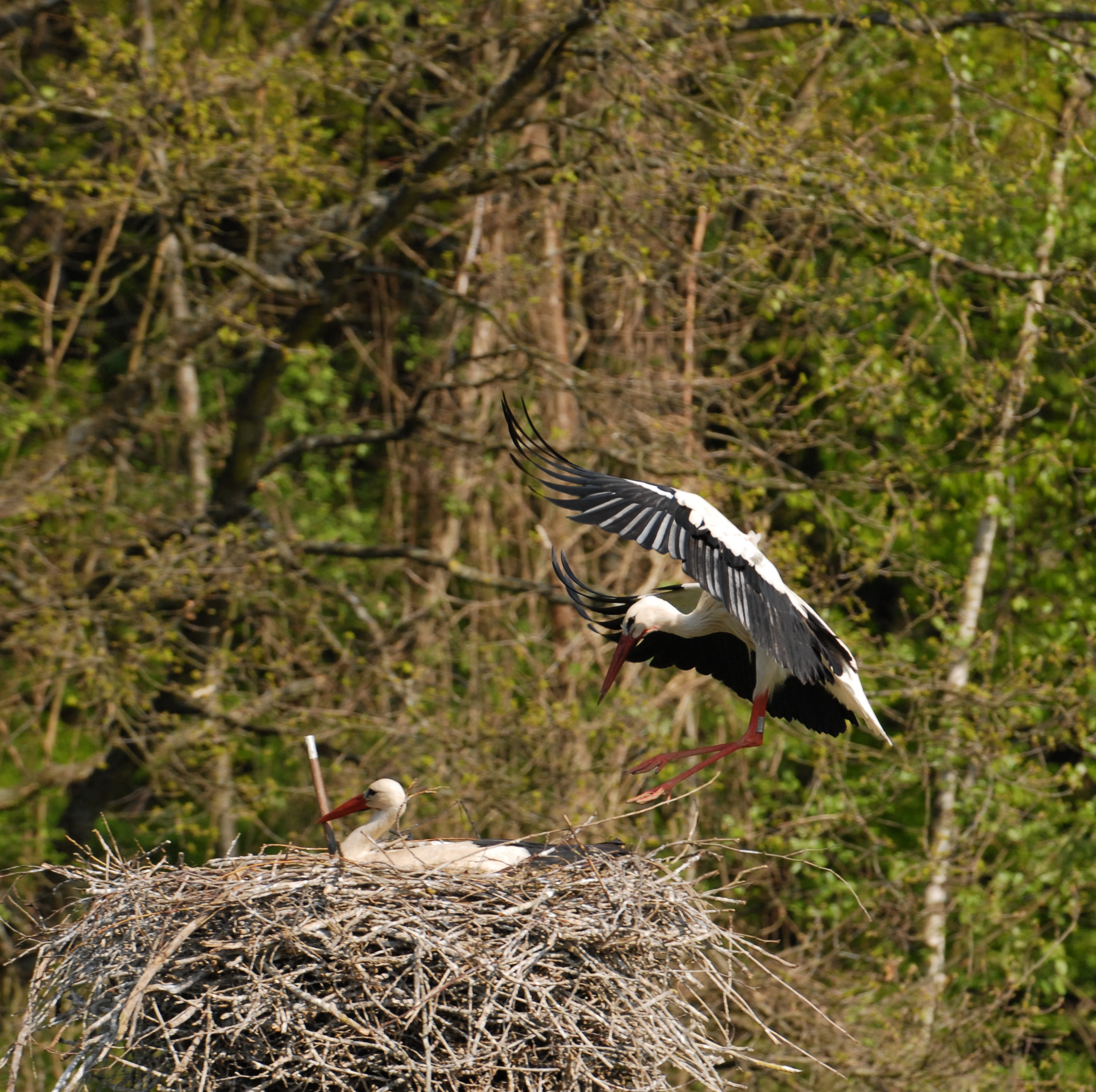 GIPE25 - Cigognes dans leur nid (by-sa)
