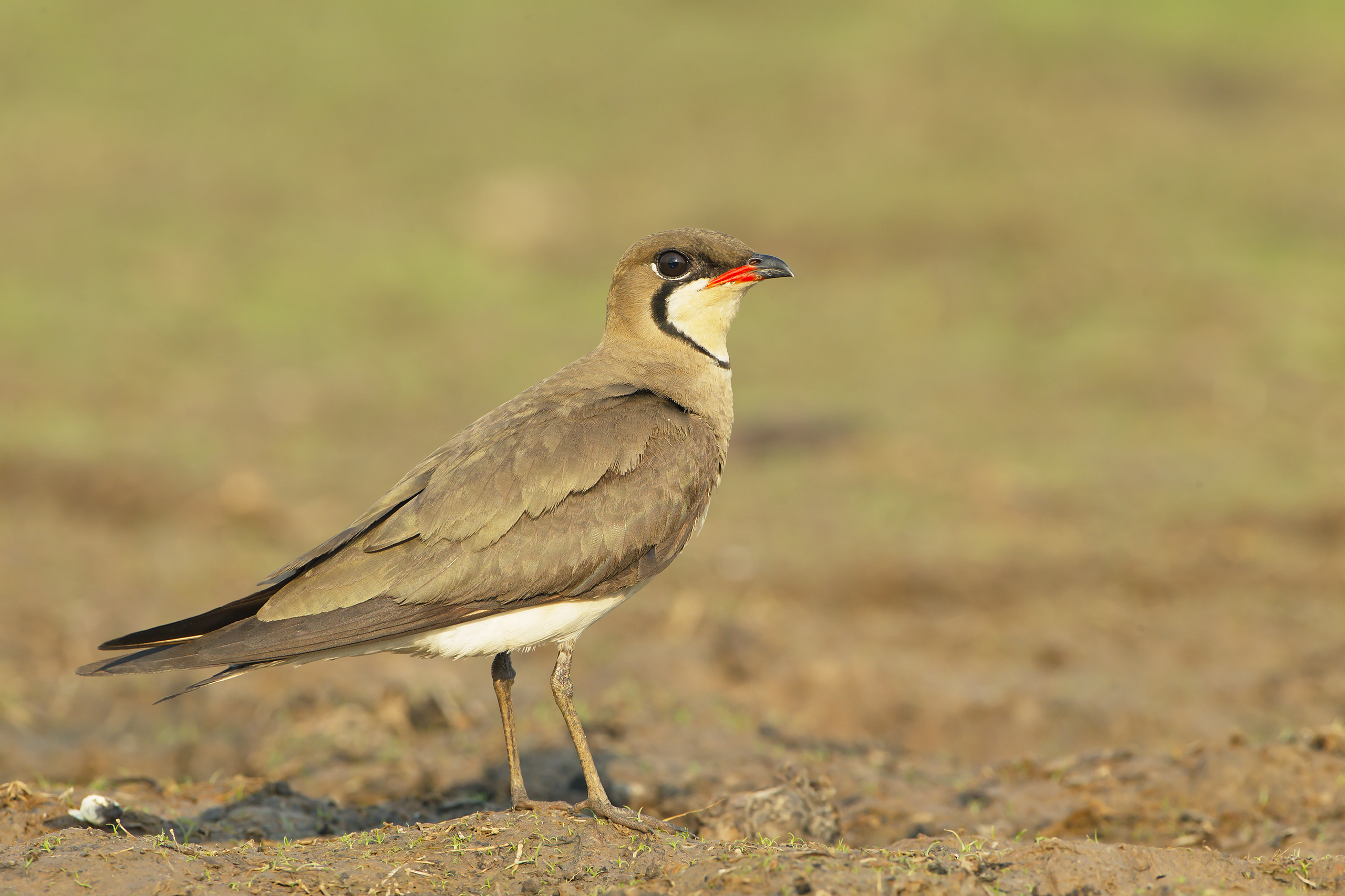 Glareola maldivarum - Beung Borapet