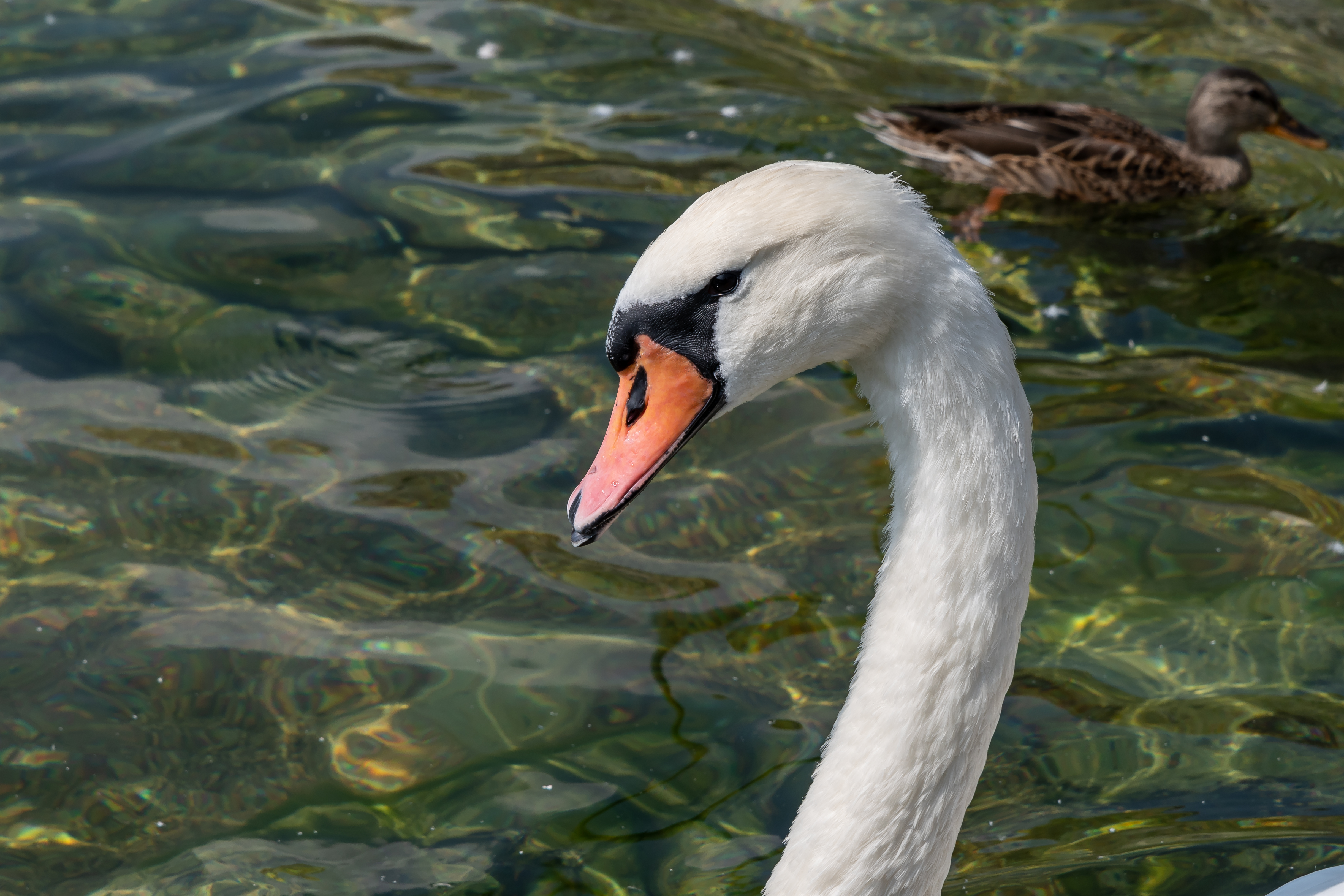 Gmunden Höckerschwan-9161