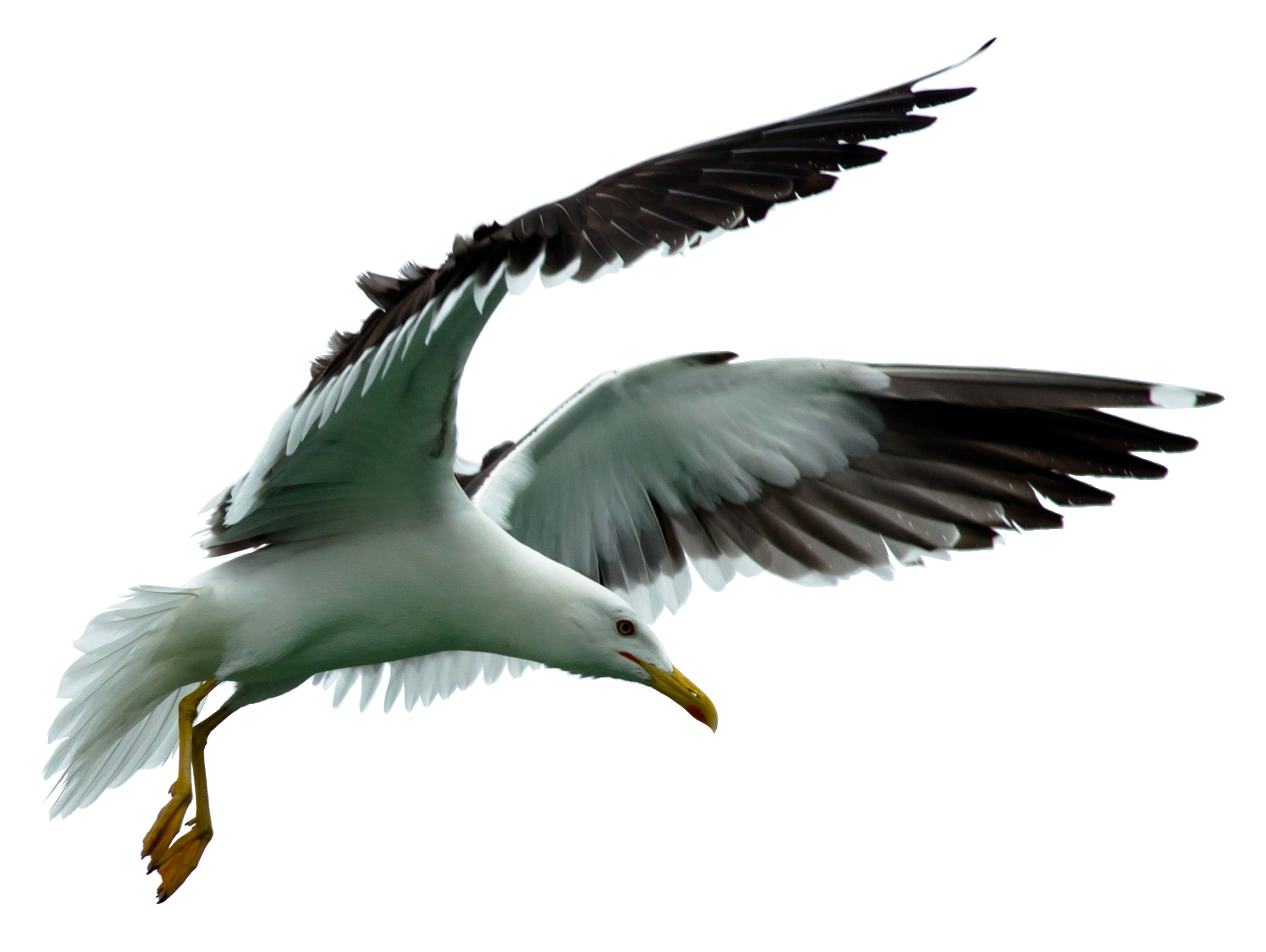 Goéland brun (larus fuscus) détourée