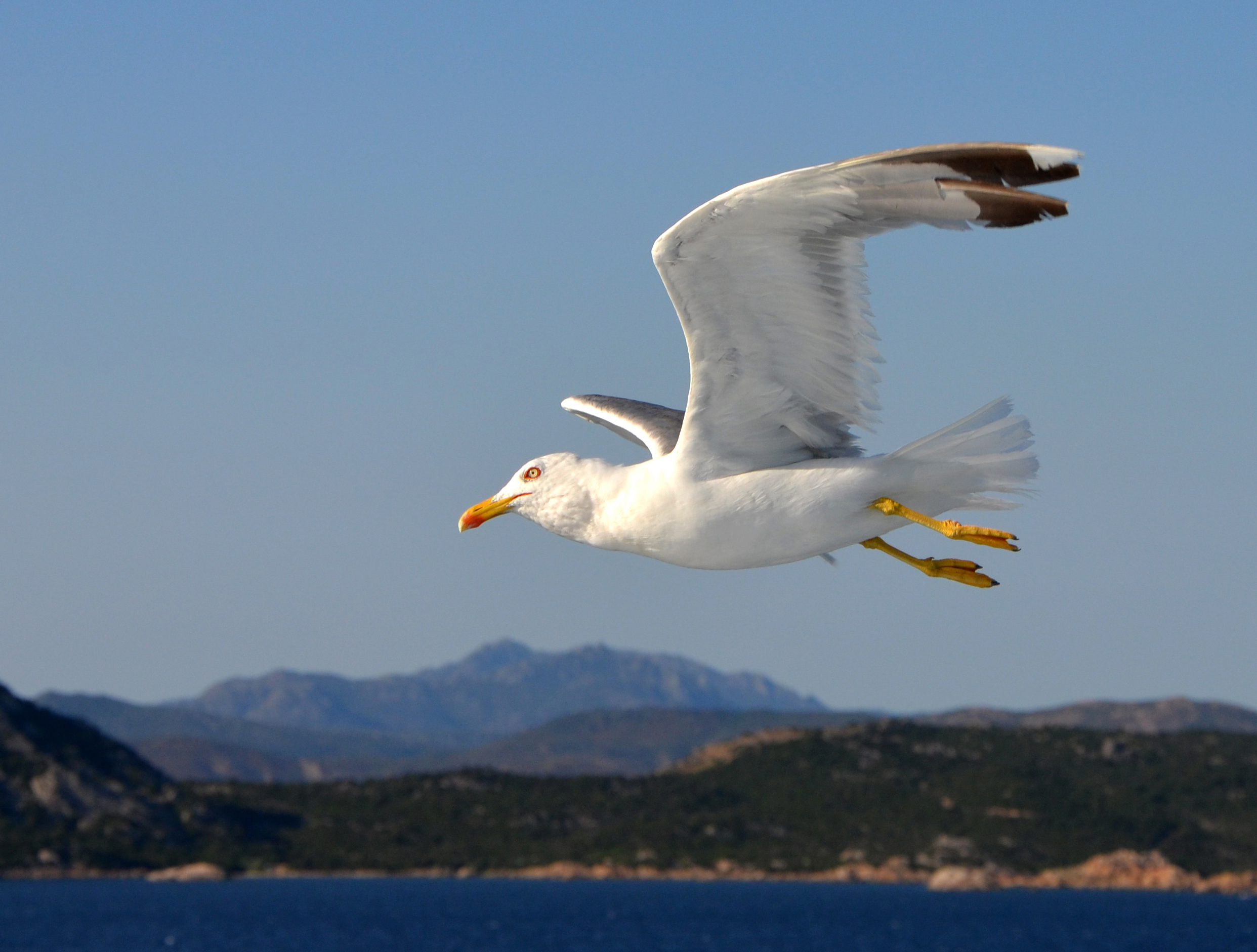 Goeland leucophee Olbia