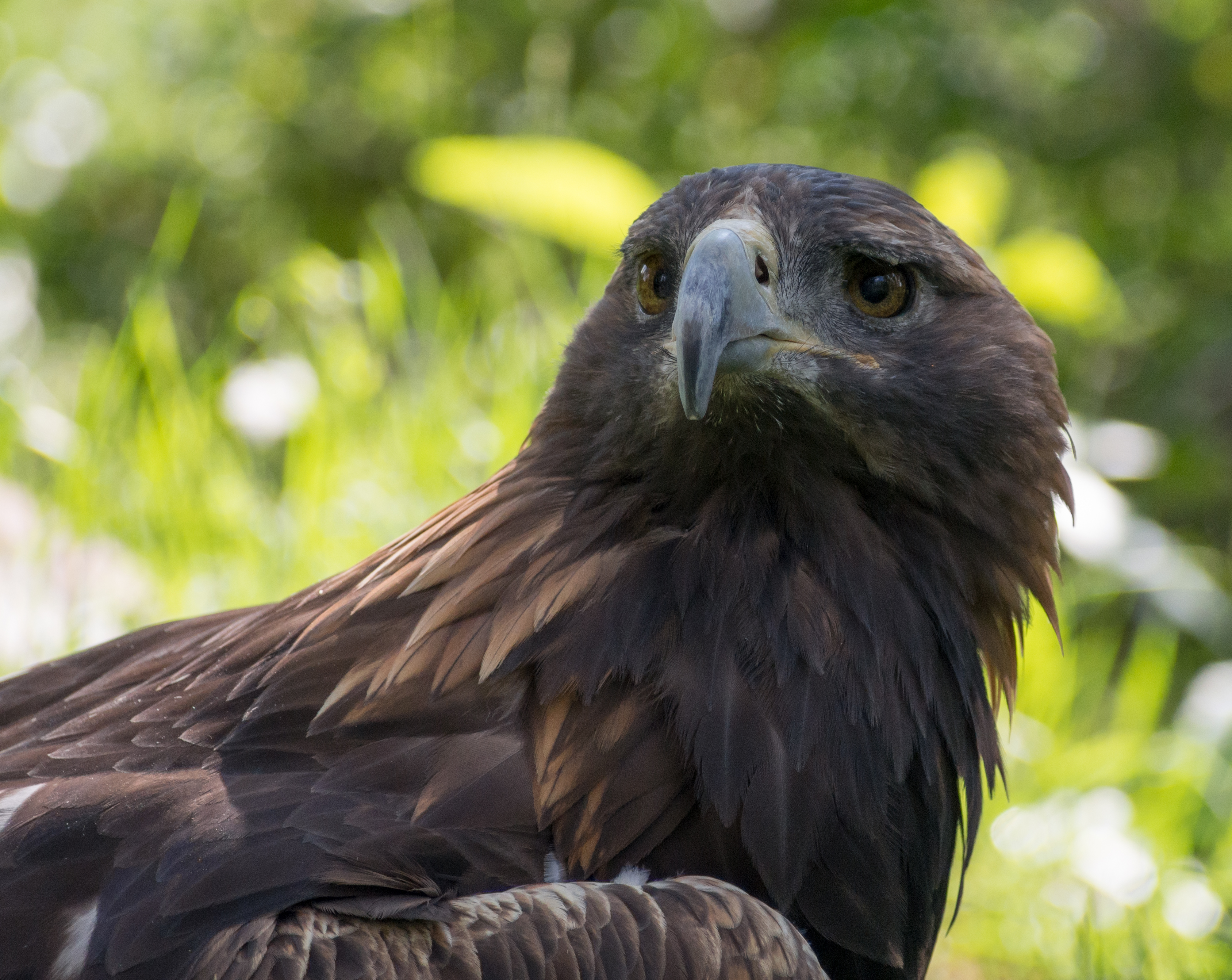 Golden eagle at ACES (11805)