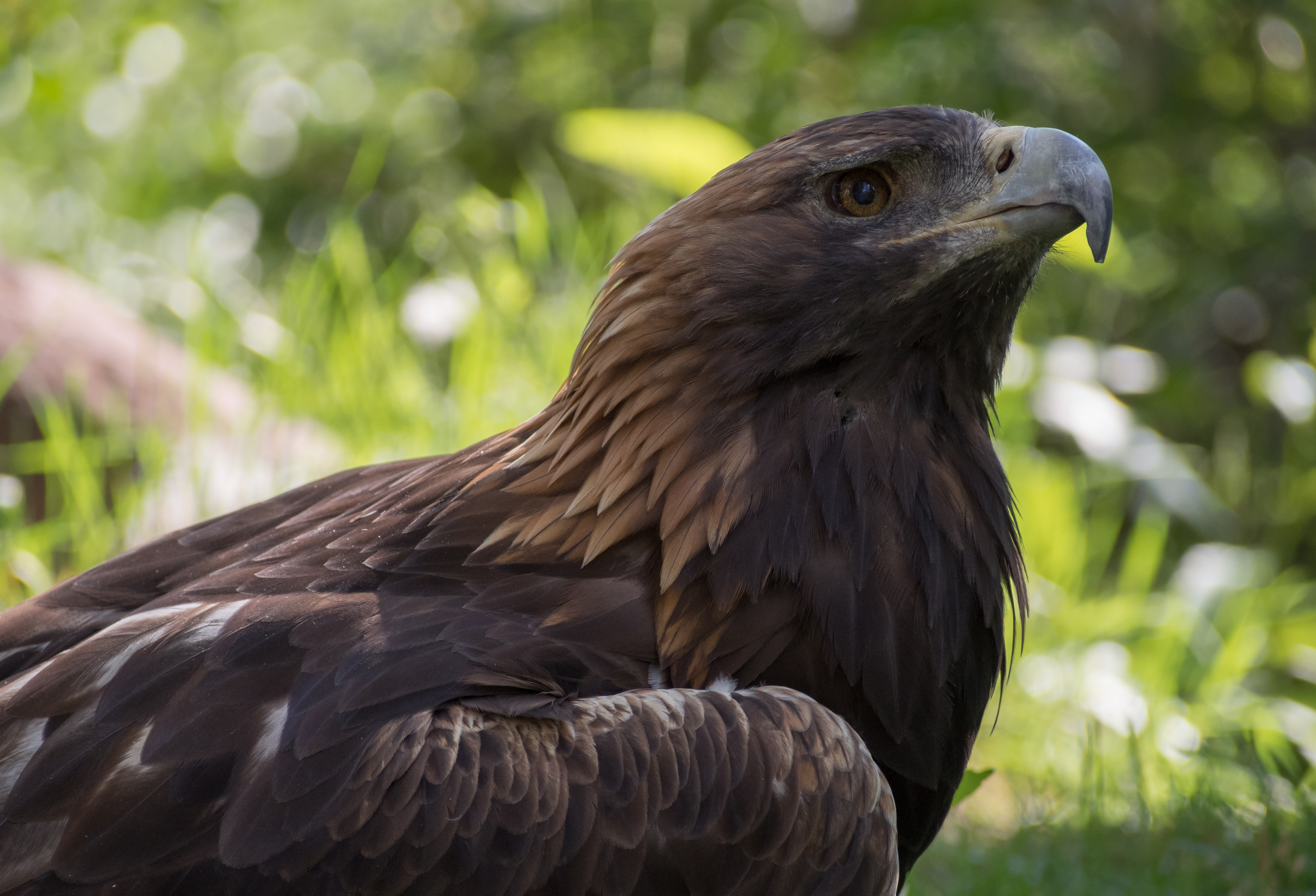 Golden eagle at ACES (11809)