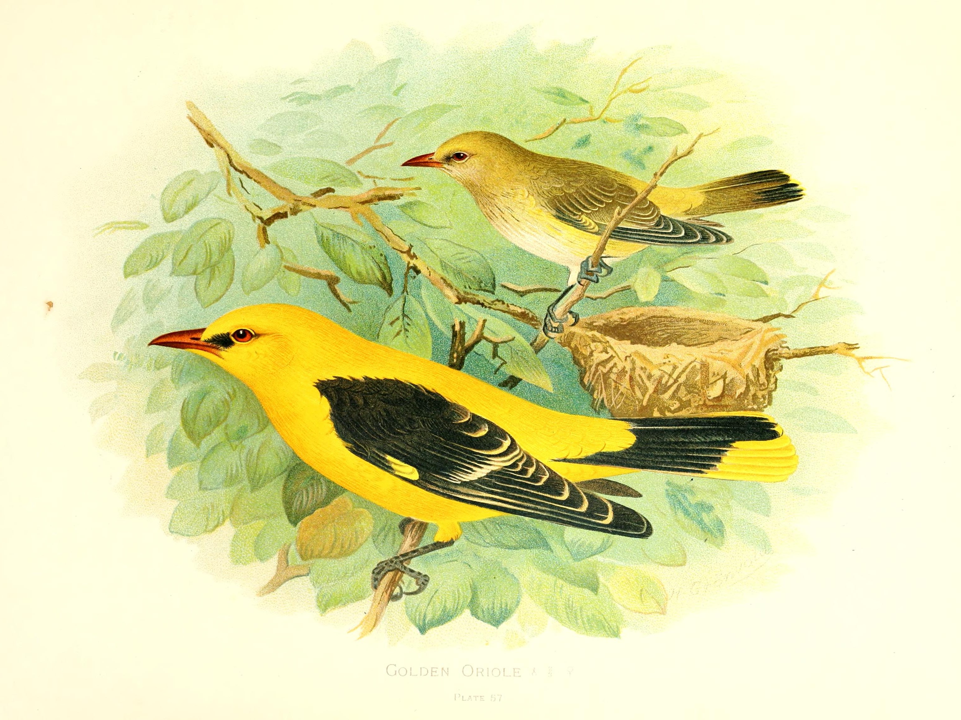 Golden Oriole Grönvold