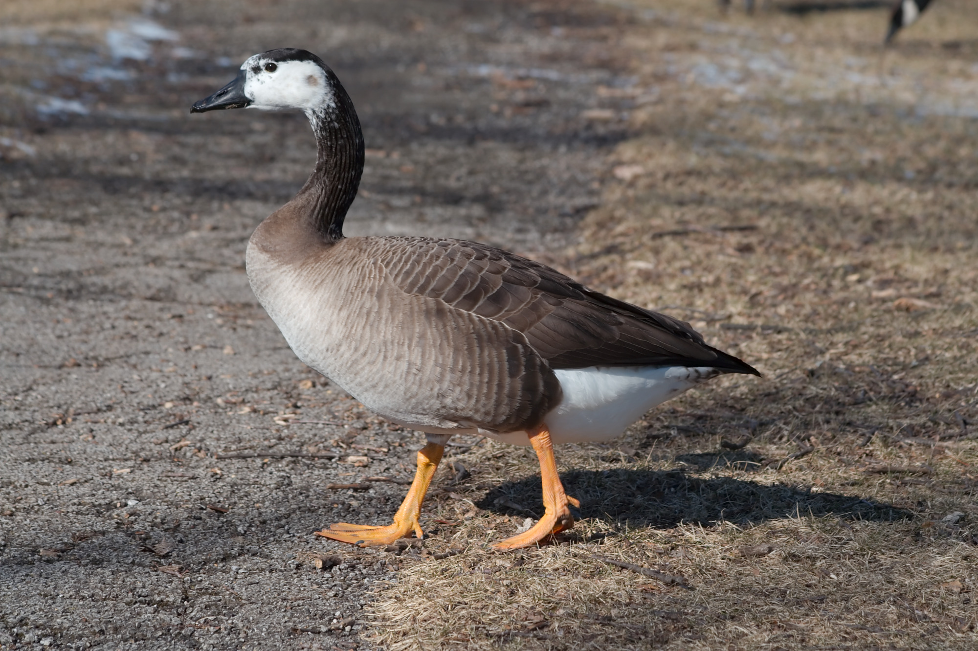 Goose 3988