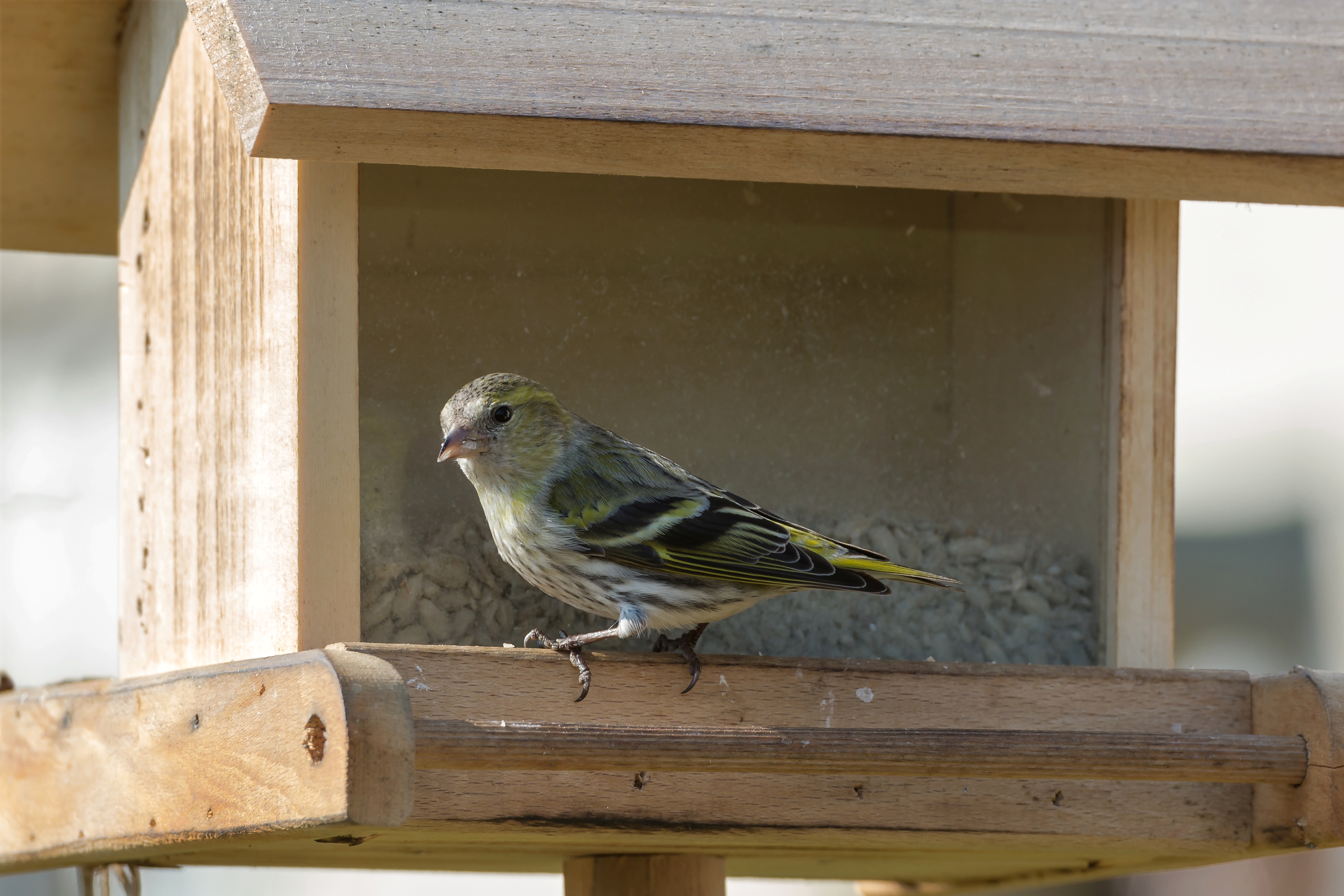 Grünfink Carduelis chloris female