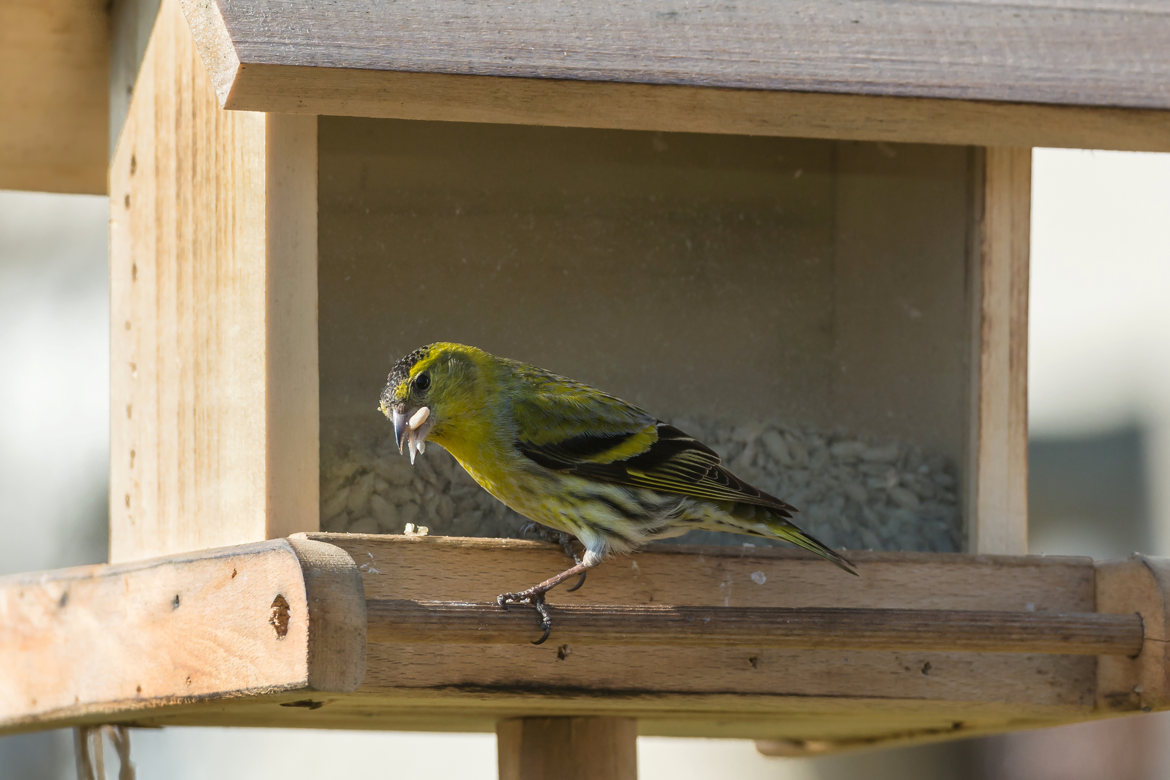 Grünfink Carduelis chloris male