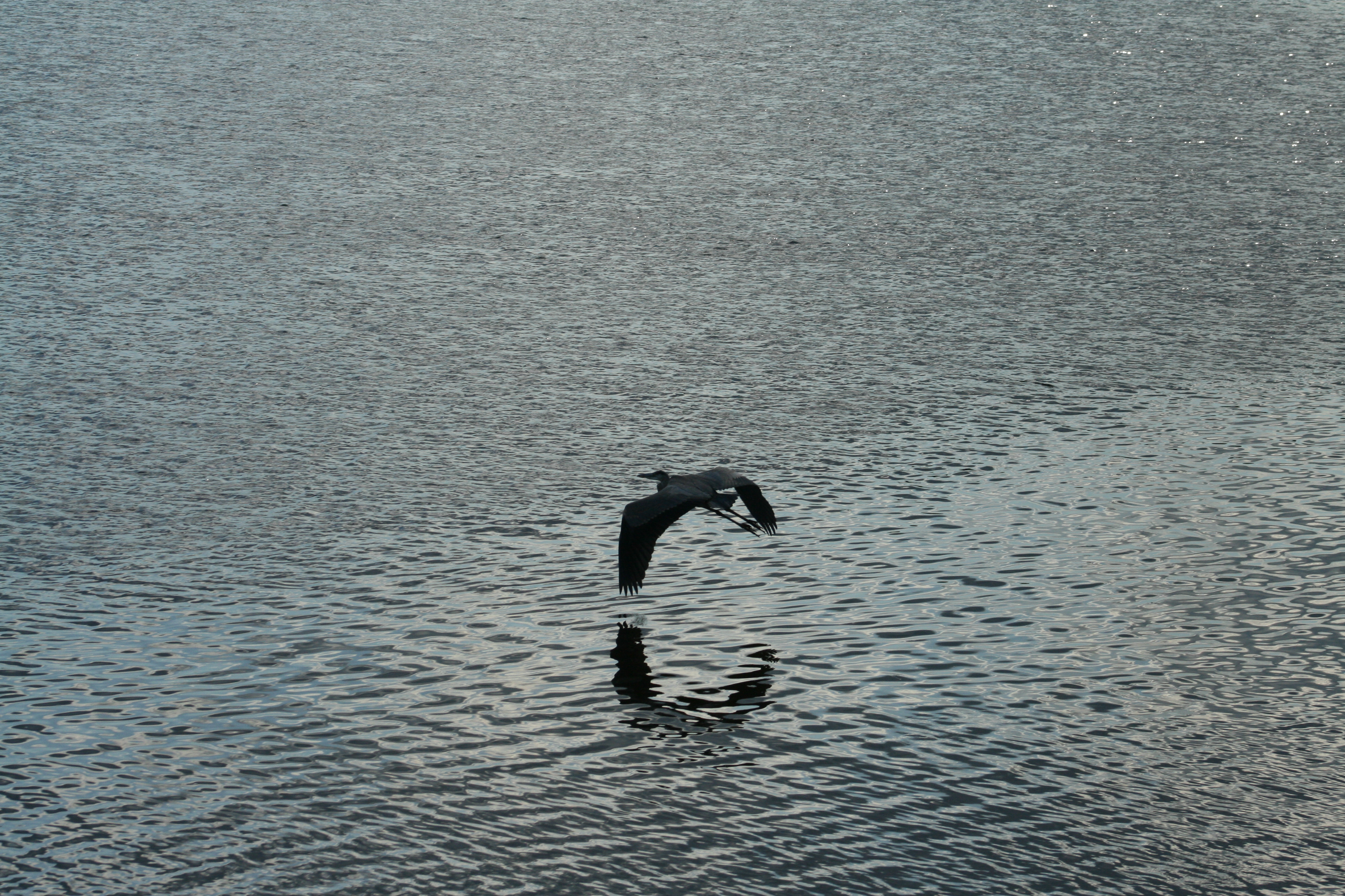 Grandheron