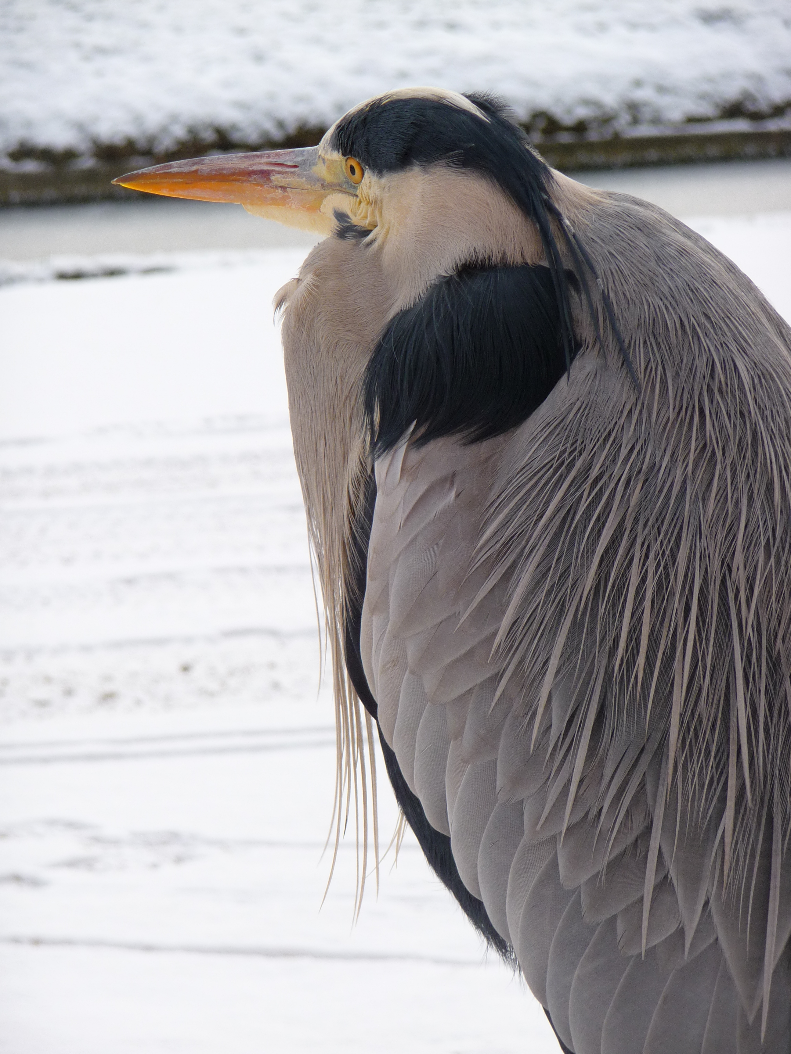 Graureiher 2009