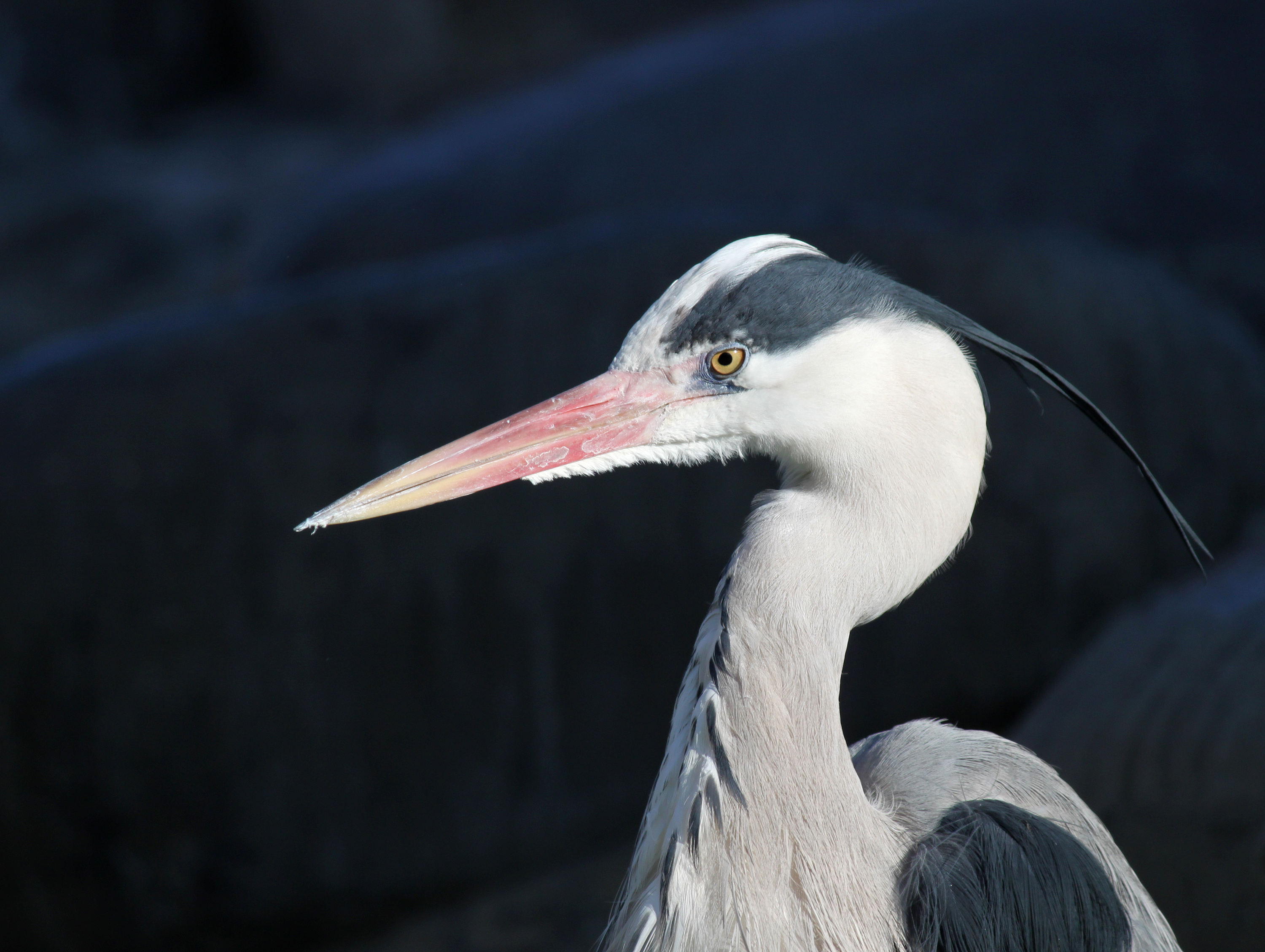 Graureiher Ardea cinerea