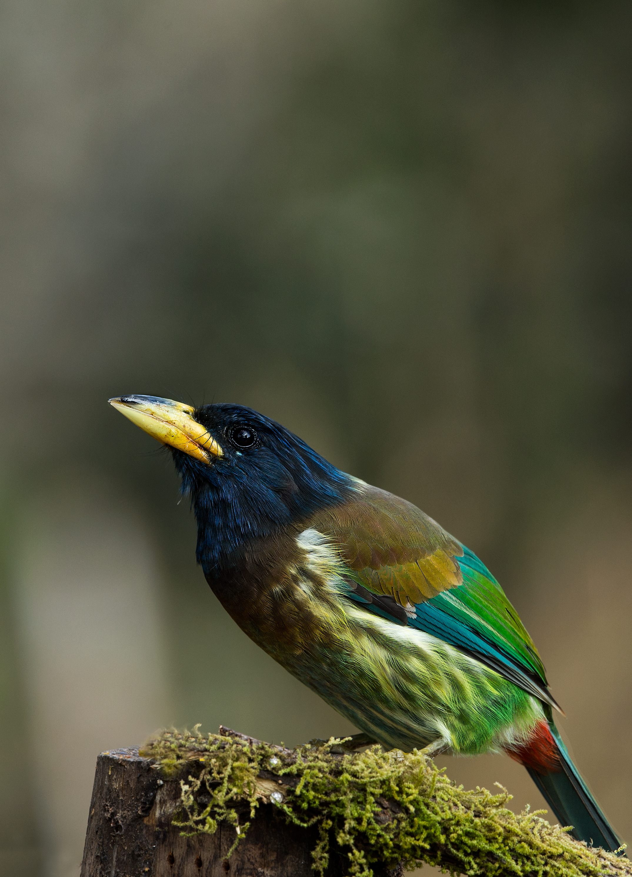 Great Barbet - Sattal
