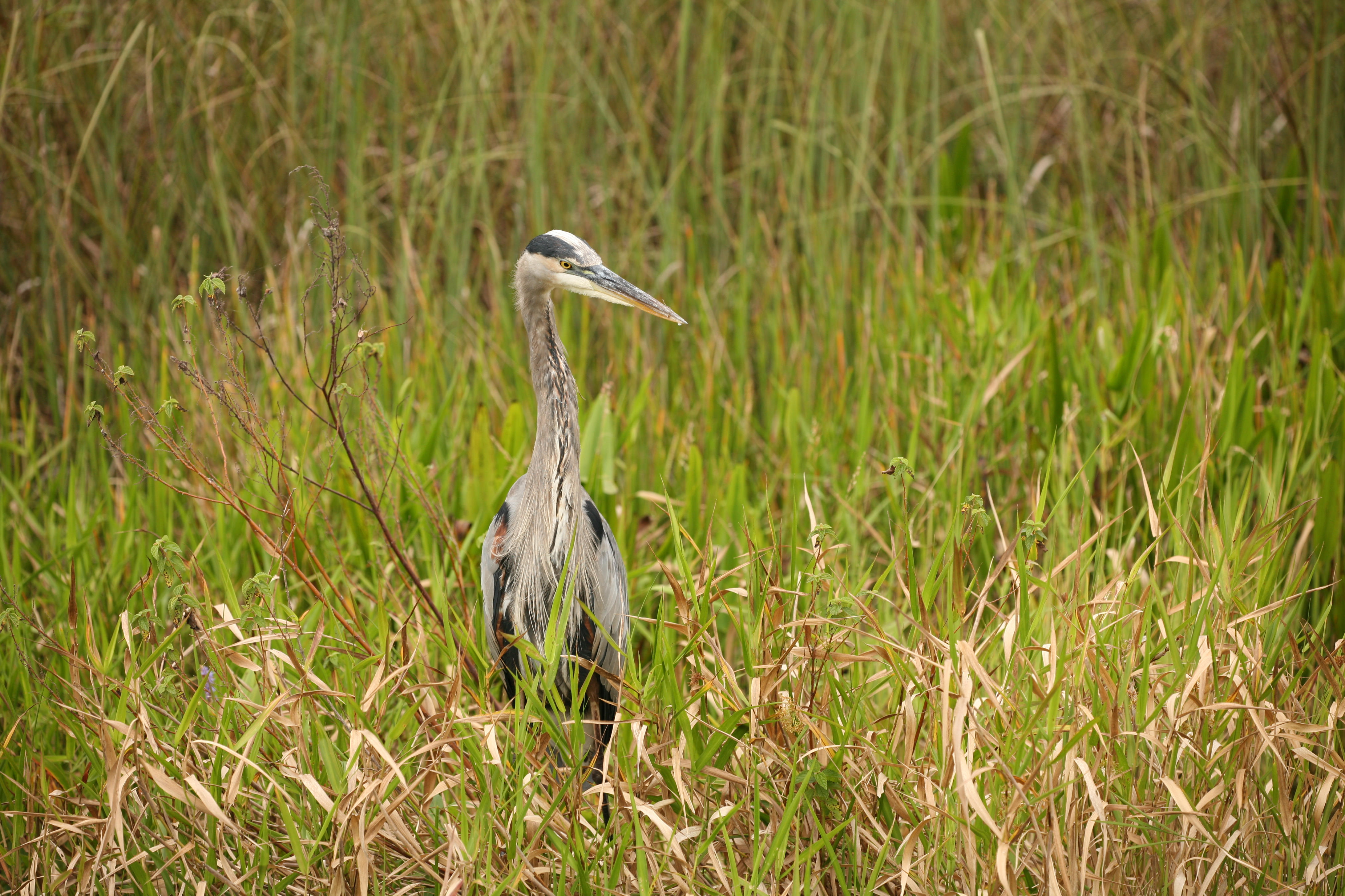 Great Blue Heron 1
