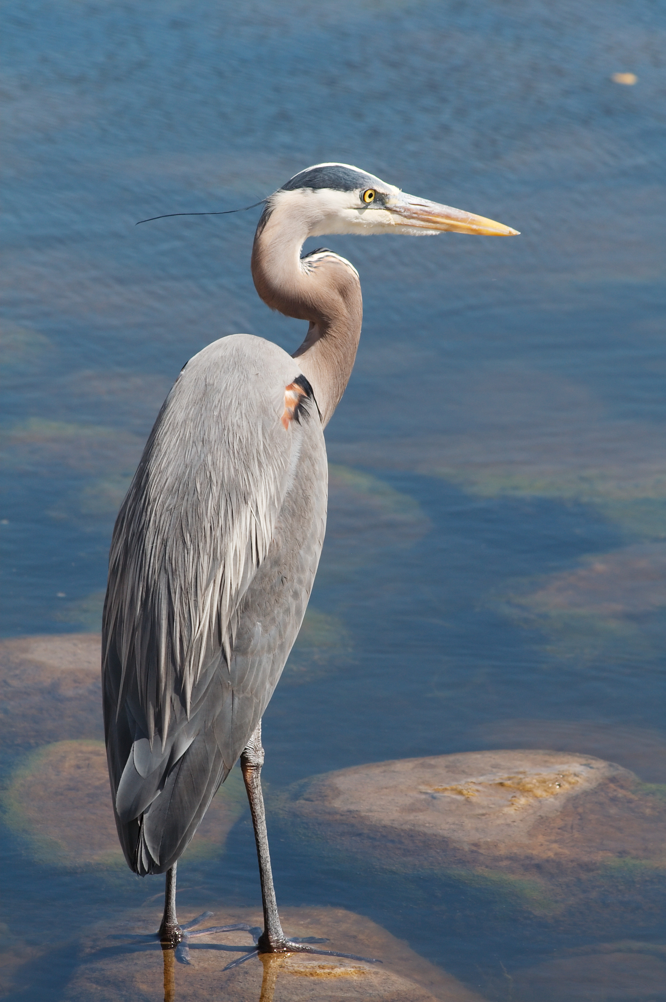 Great Blue Heron 5158