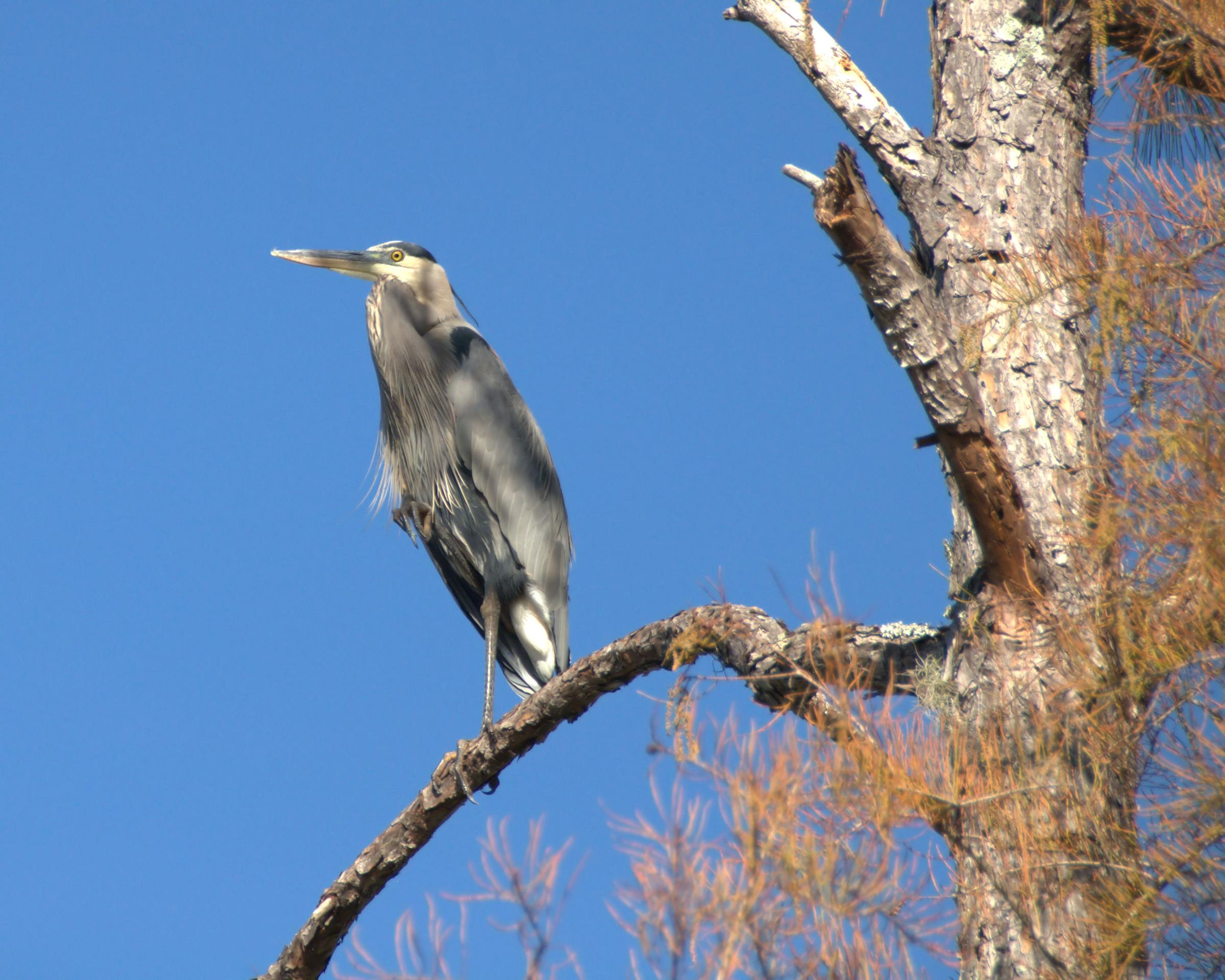 Great Blue Heron (5179509810)