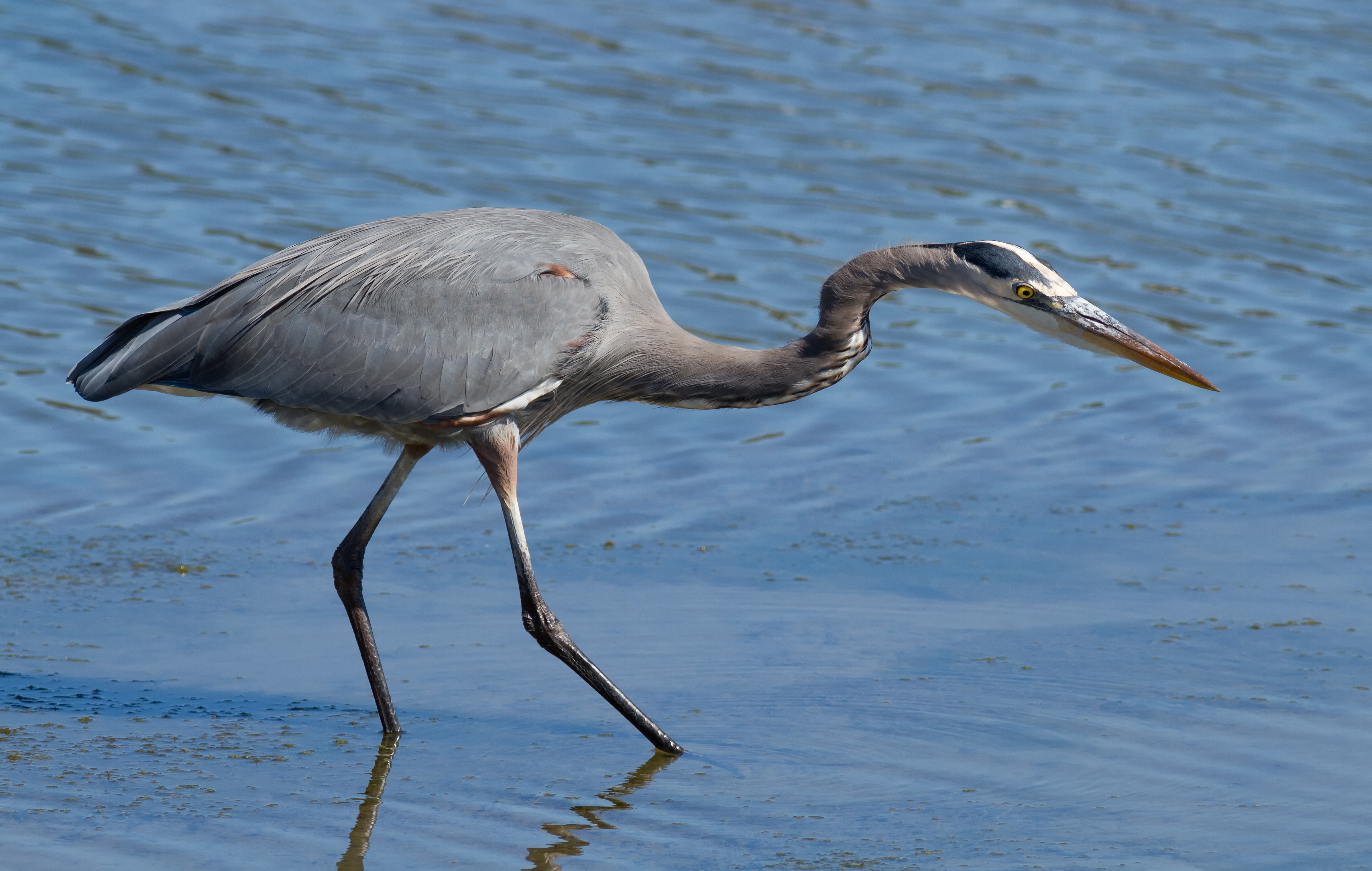 Great Blue Heron (Ardea herodias), hunting