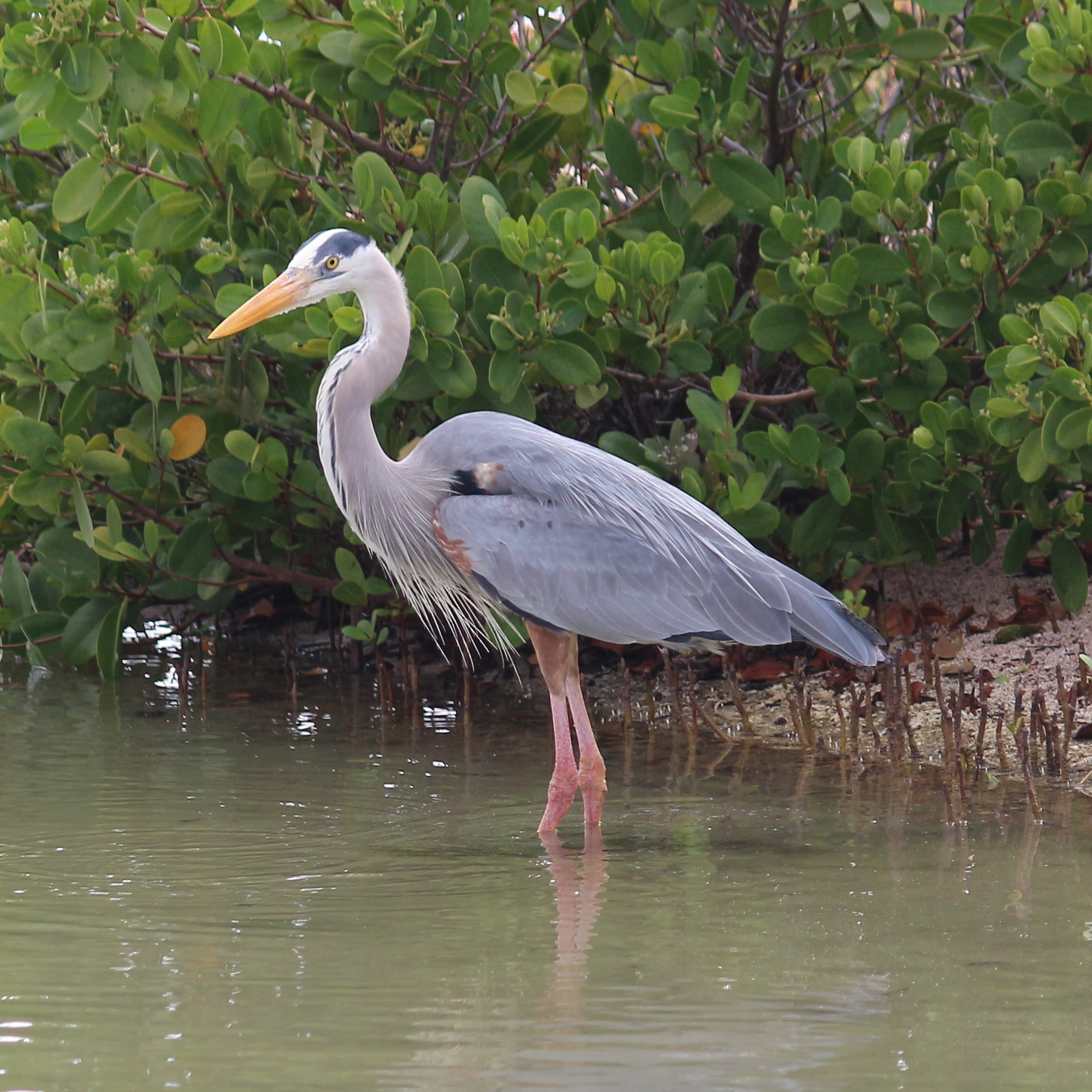Great blue heron, Galápagos Islands 01