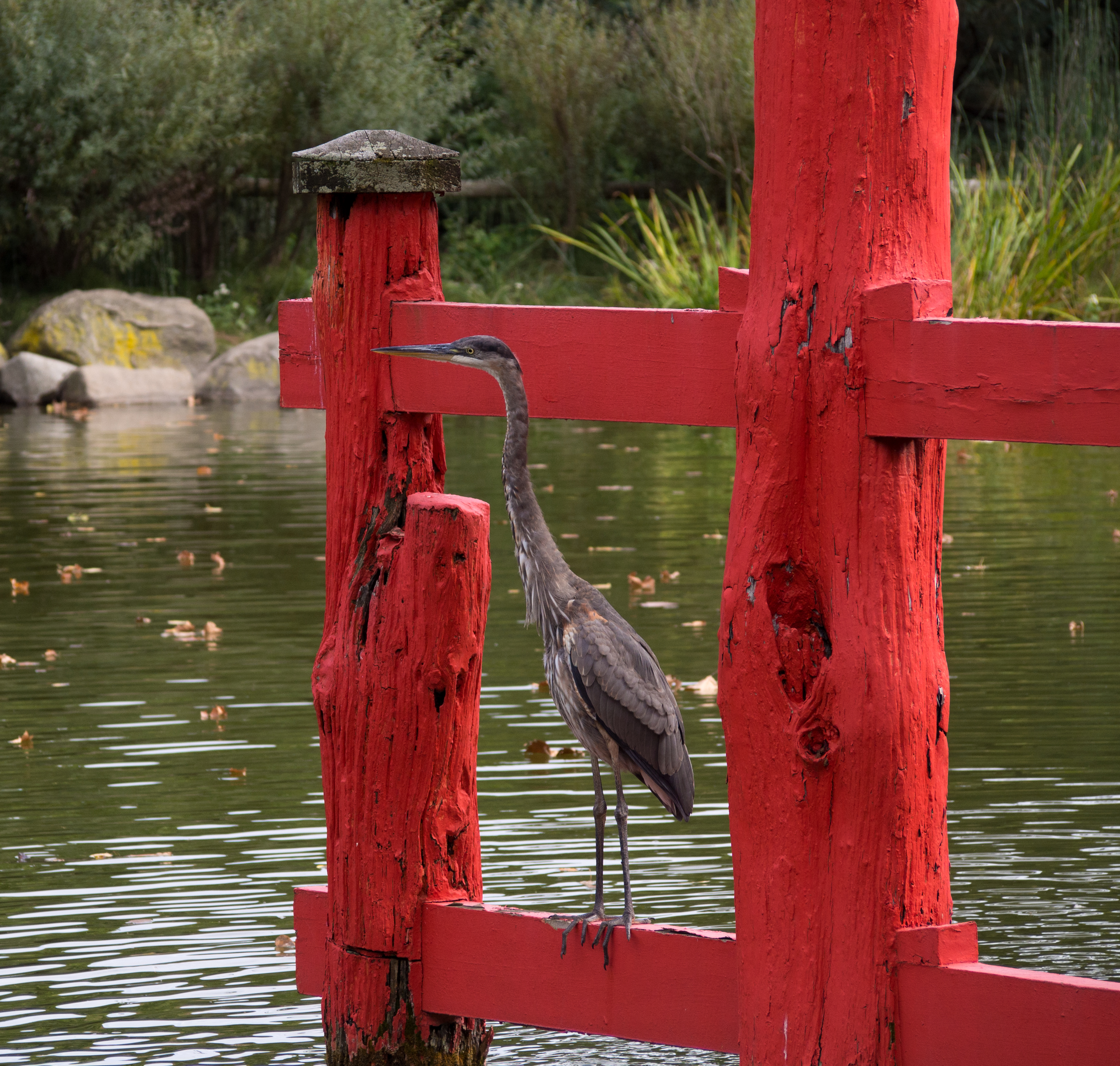 Great blue heron on torii (70296)