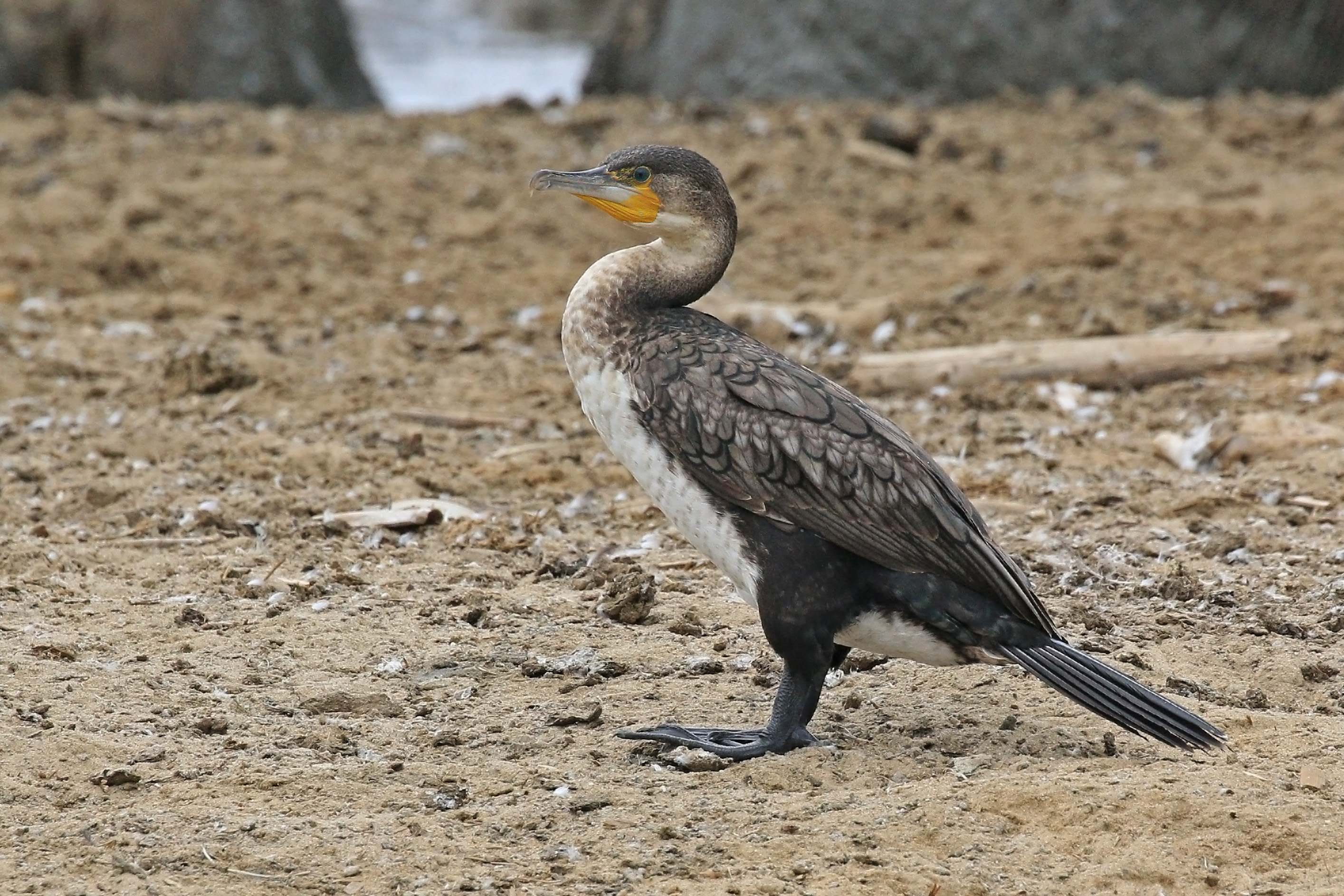 Great cormorant (Phalacrocorax carbo) immature
