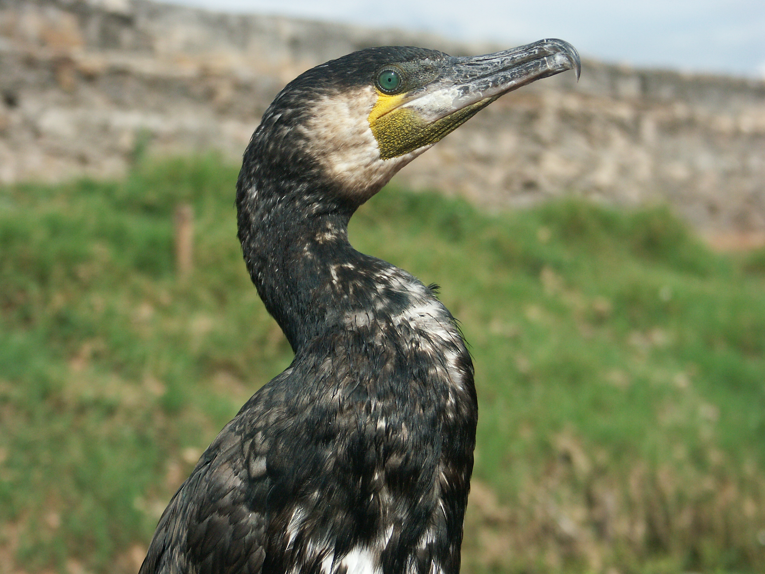Great Cormorant Erhai Lake