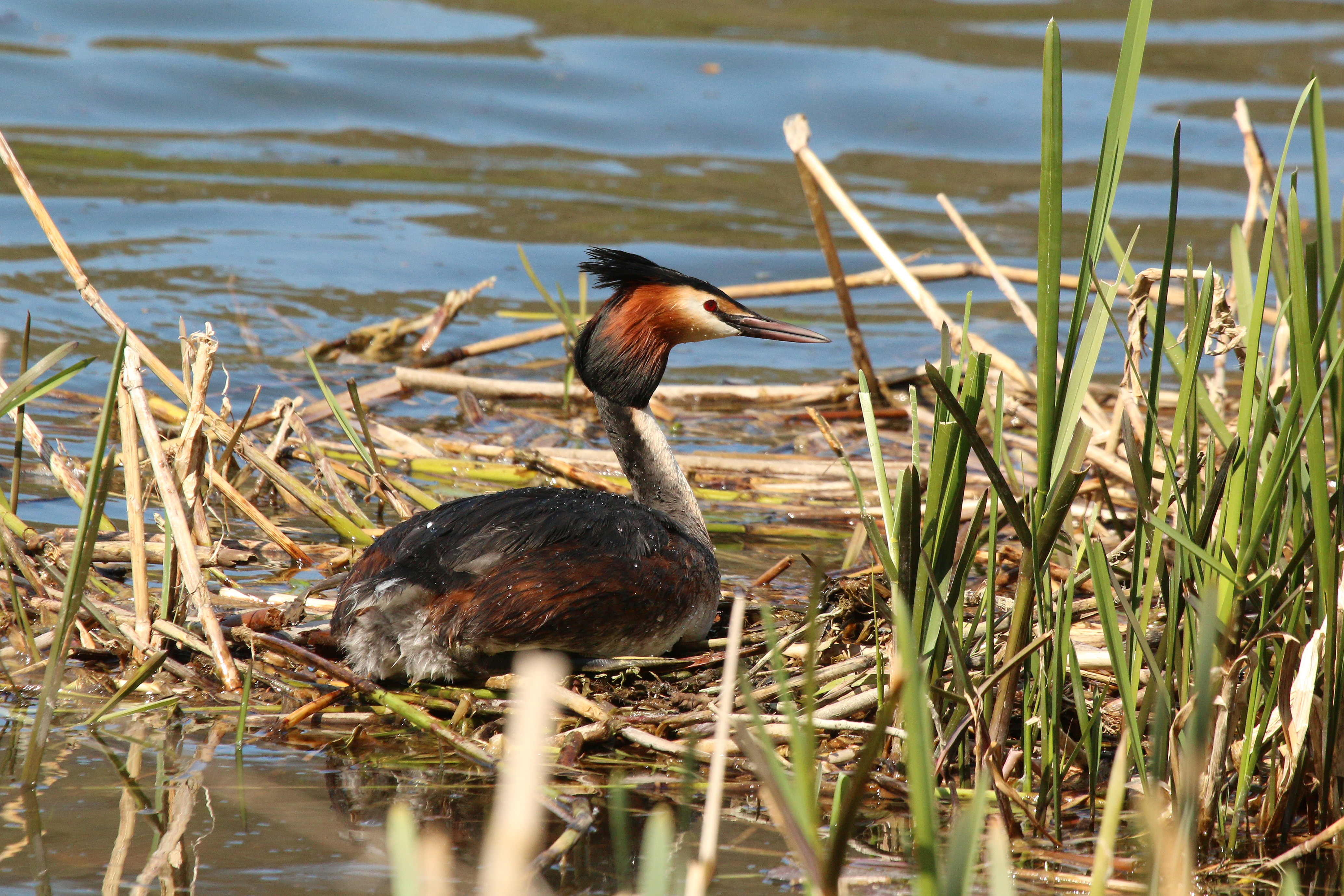 Great crested grebe (Podiceps cristatus) on nest