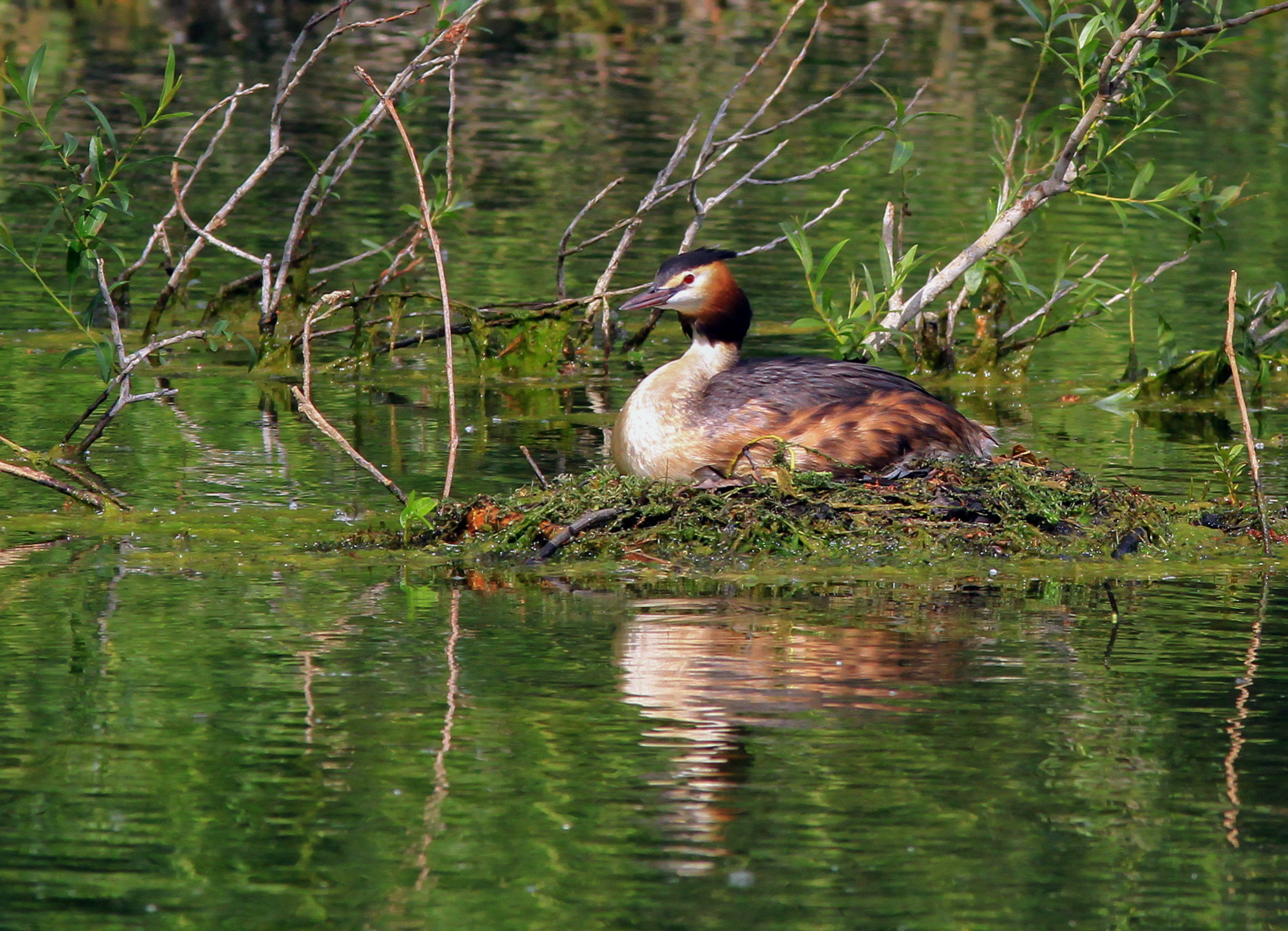 Great crested grebe adult female,Haubentaucher (Podiceps cristatus)