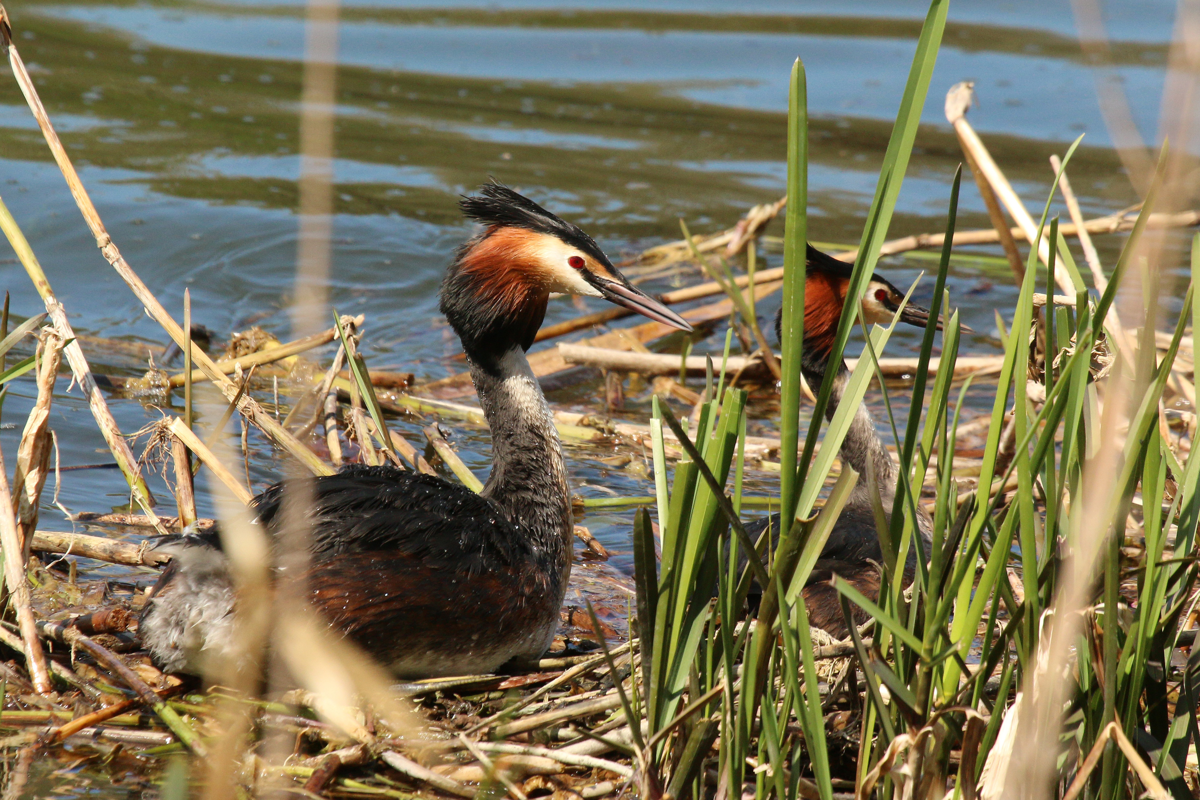 Great crested grebes (Podiceps cristatus) on nest