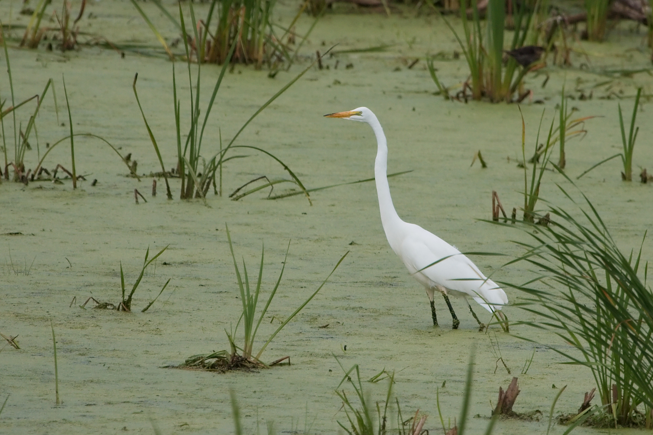 Great Egret 7322