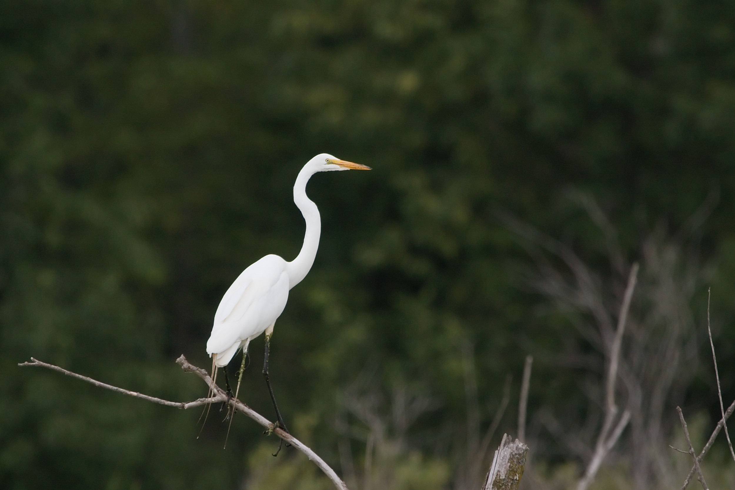 Great Egret 7331