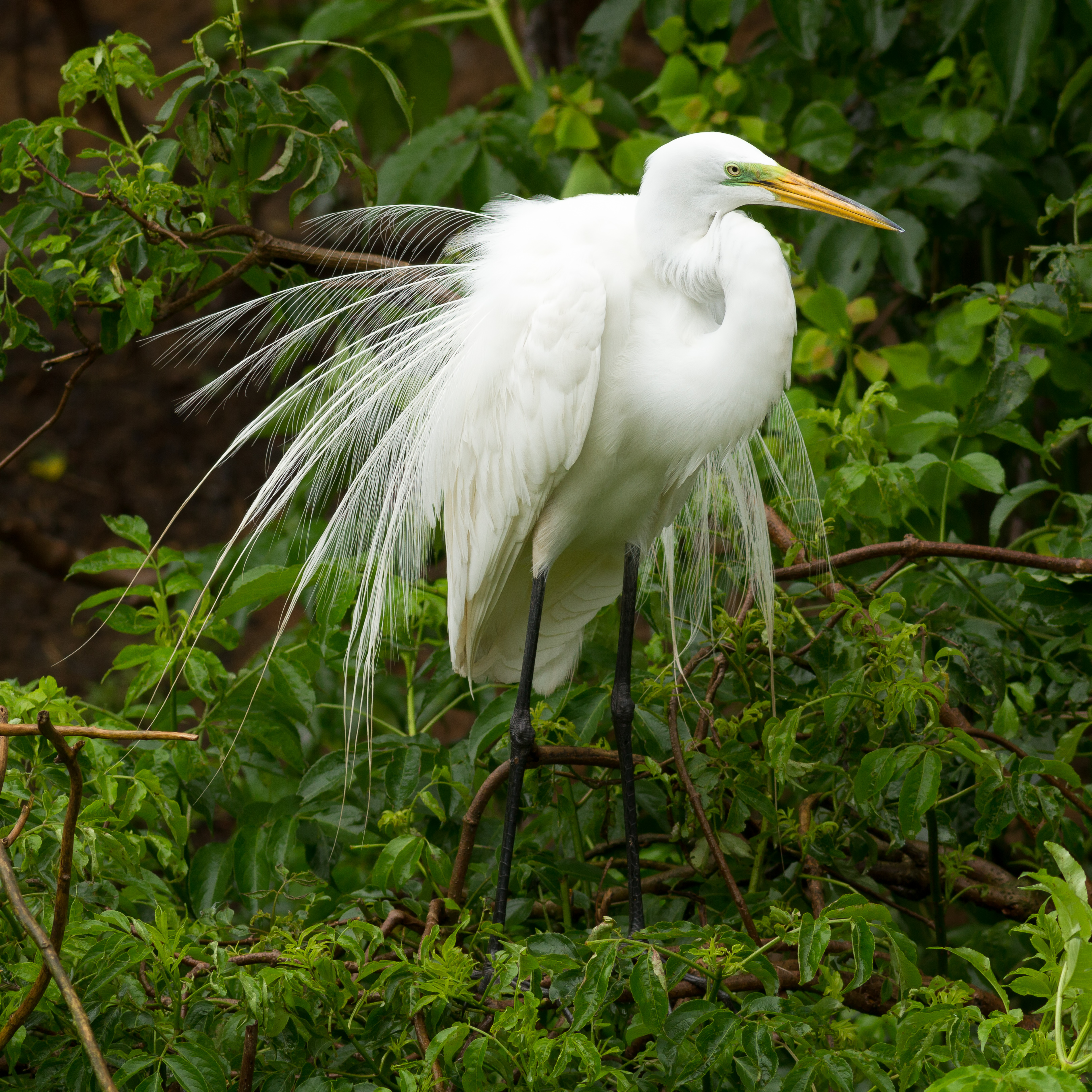 Great Egret during mating season at Smith Oaks Sanctuary, High Island