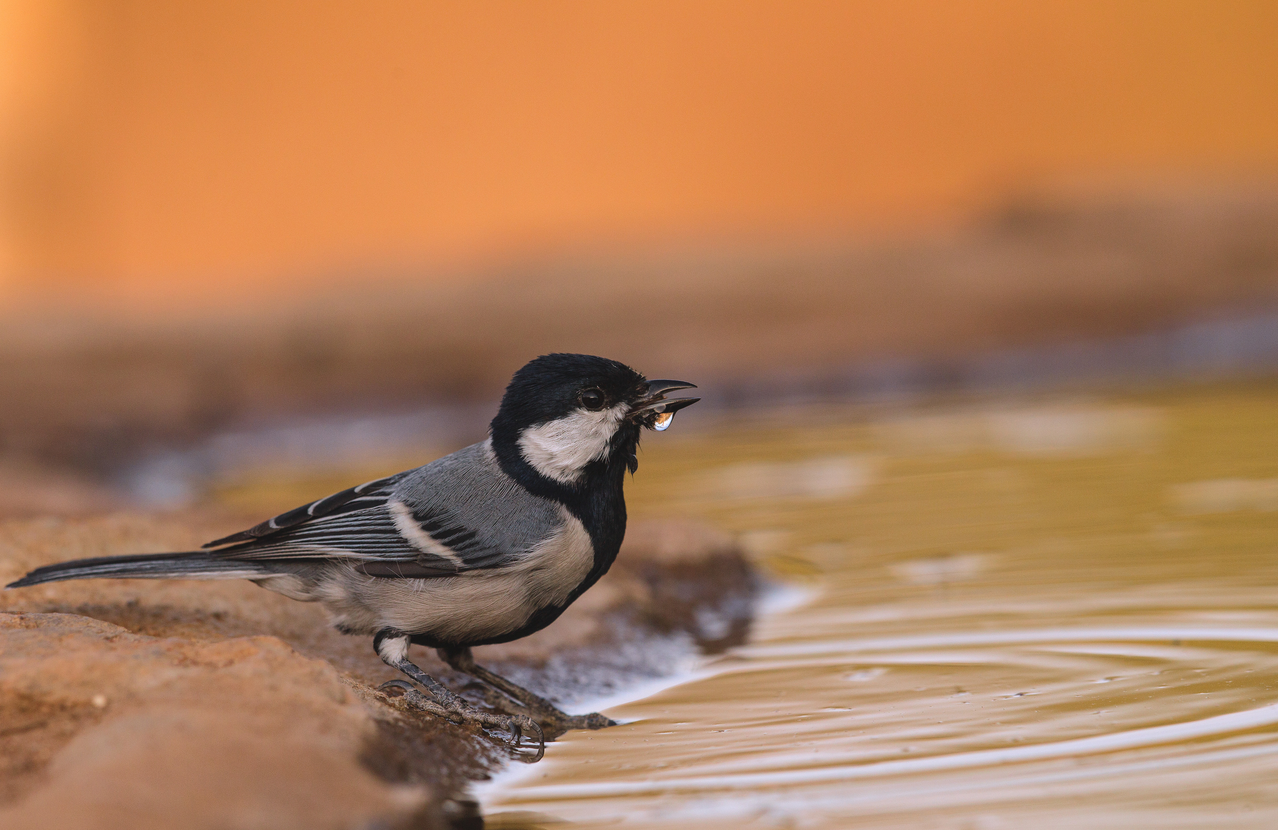 Great Tit-Thirst