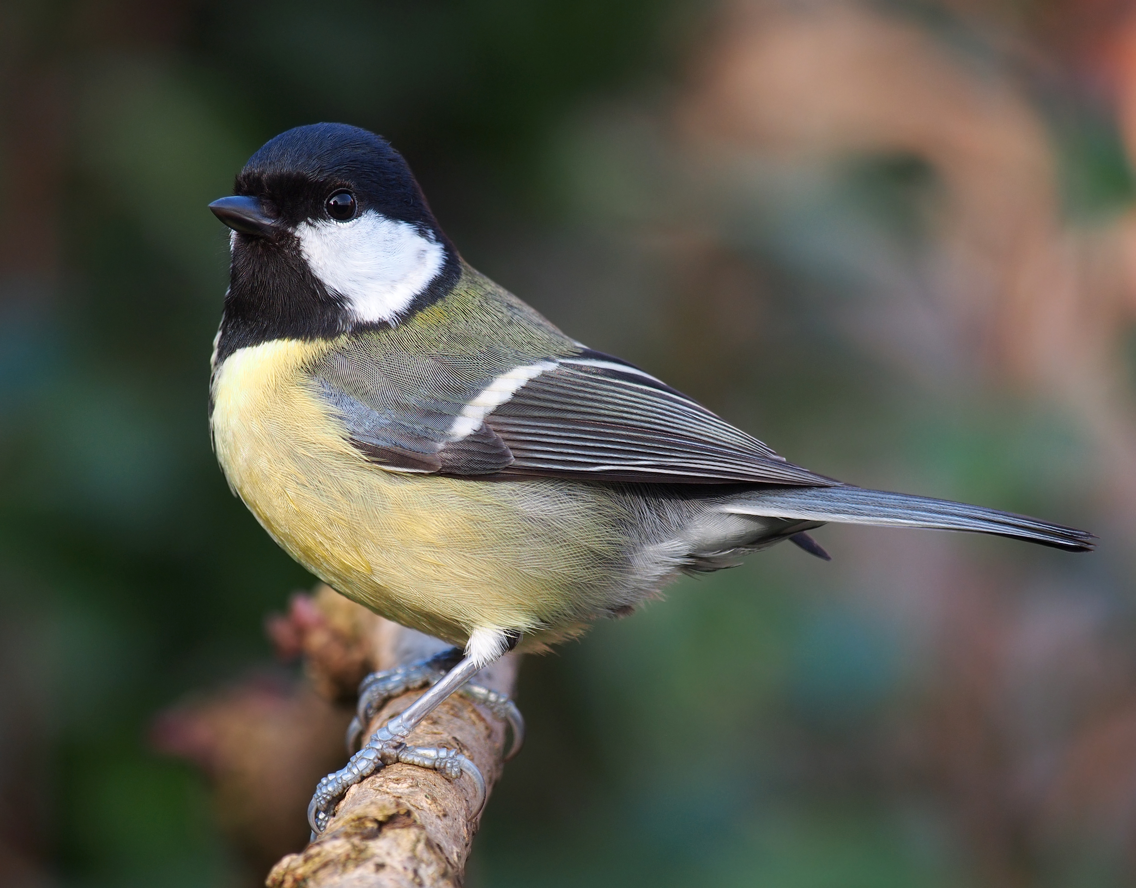 Great tit - Parus major