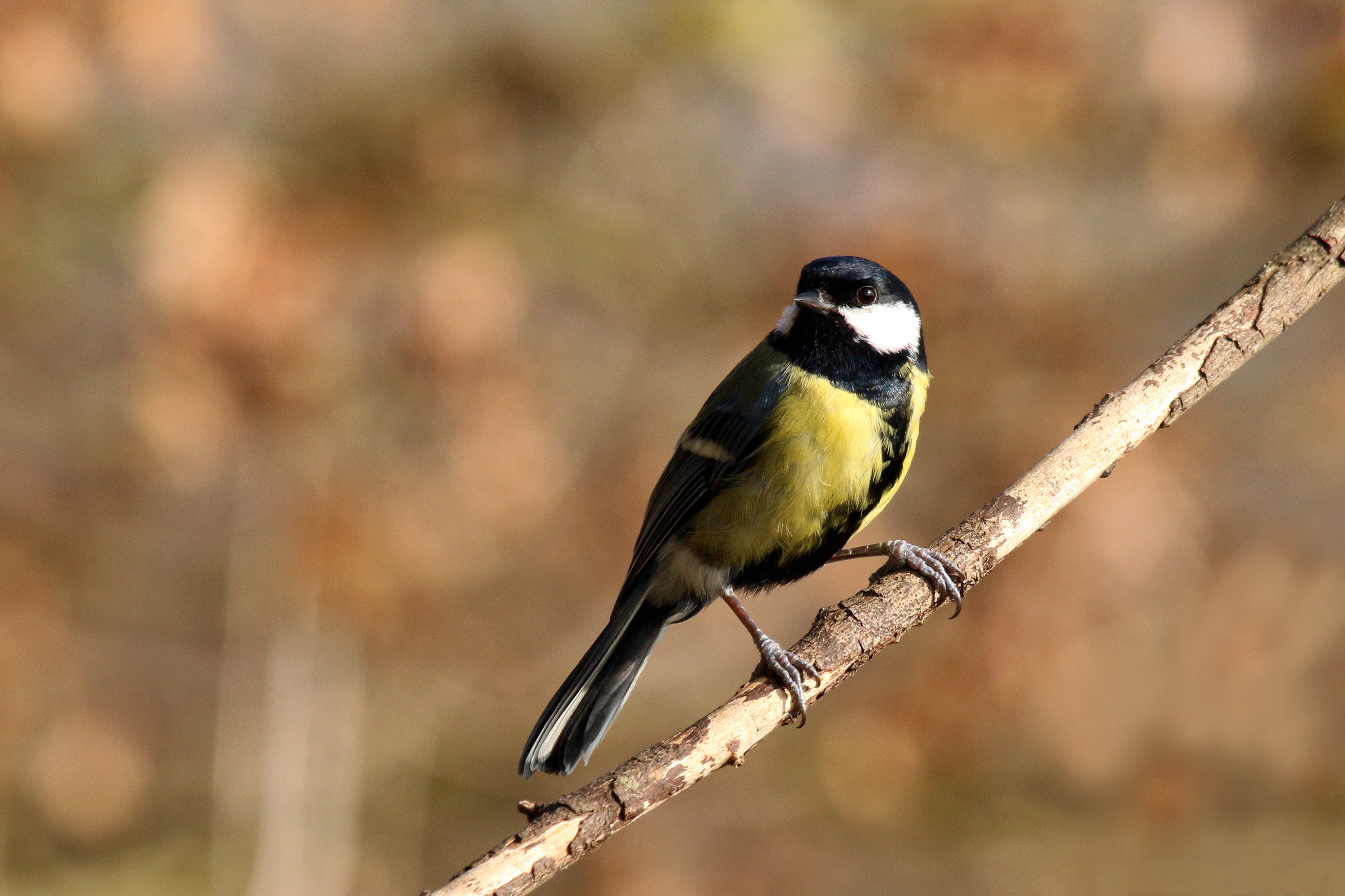 Great tit (Parus major) male