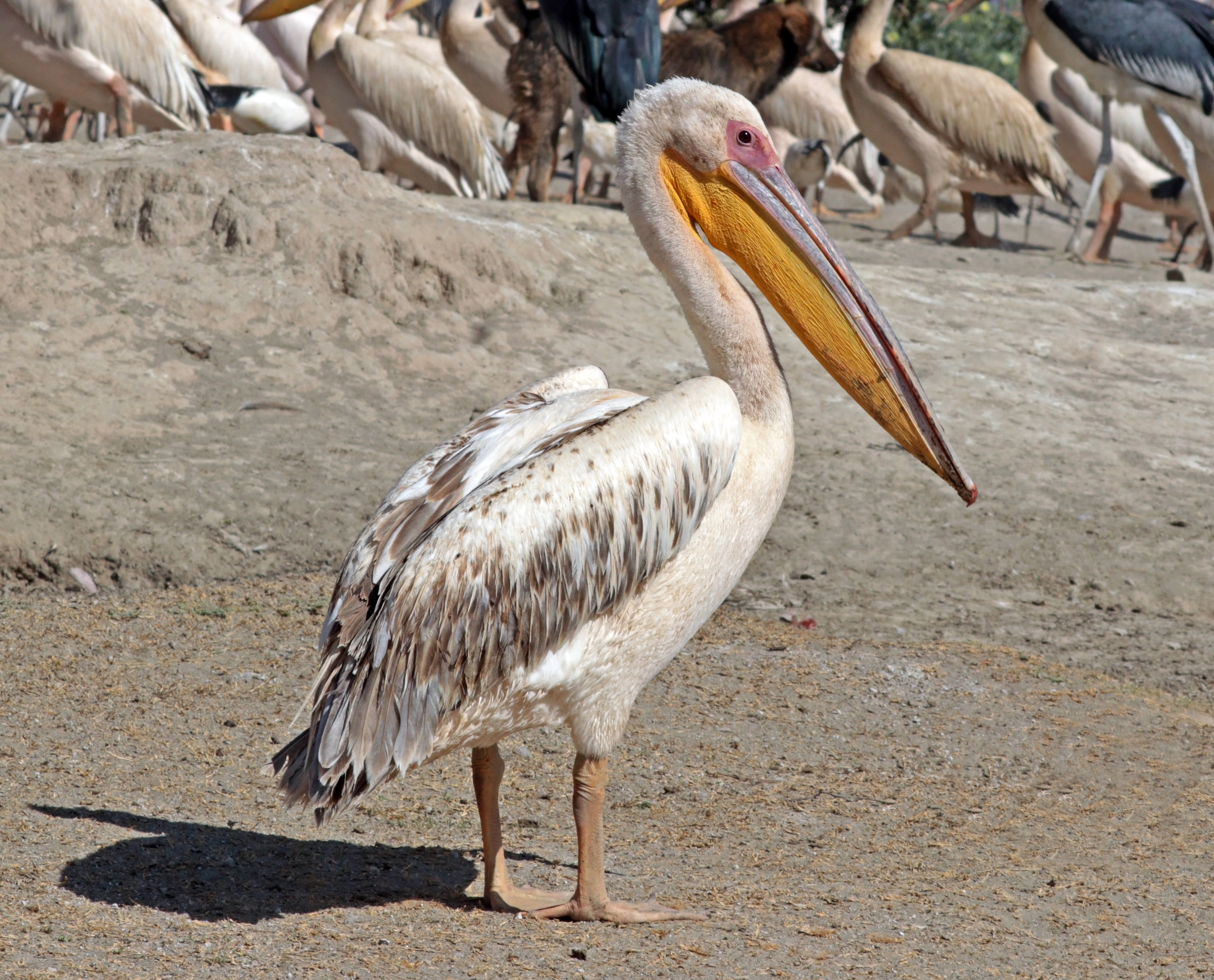 Great white pelican (Pelecanus onocrotalus)
