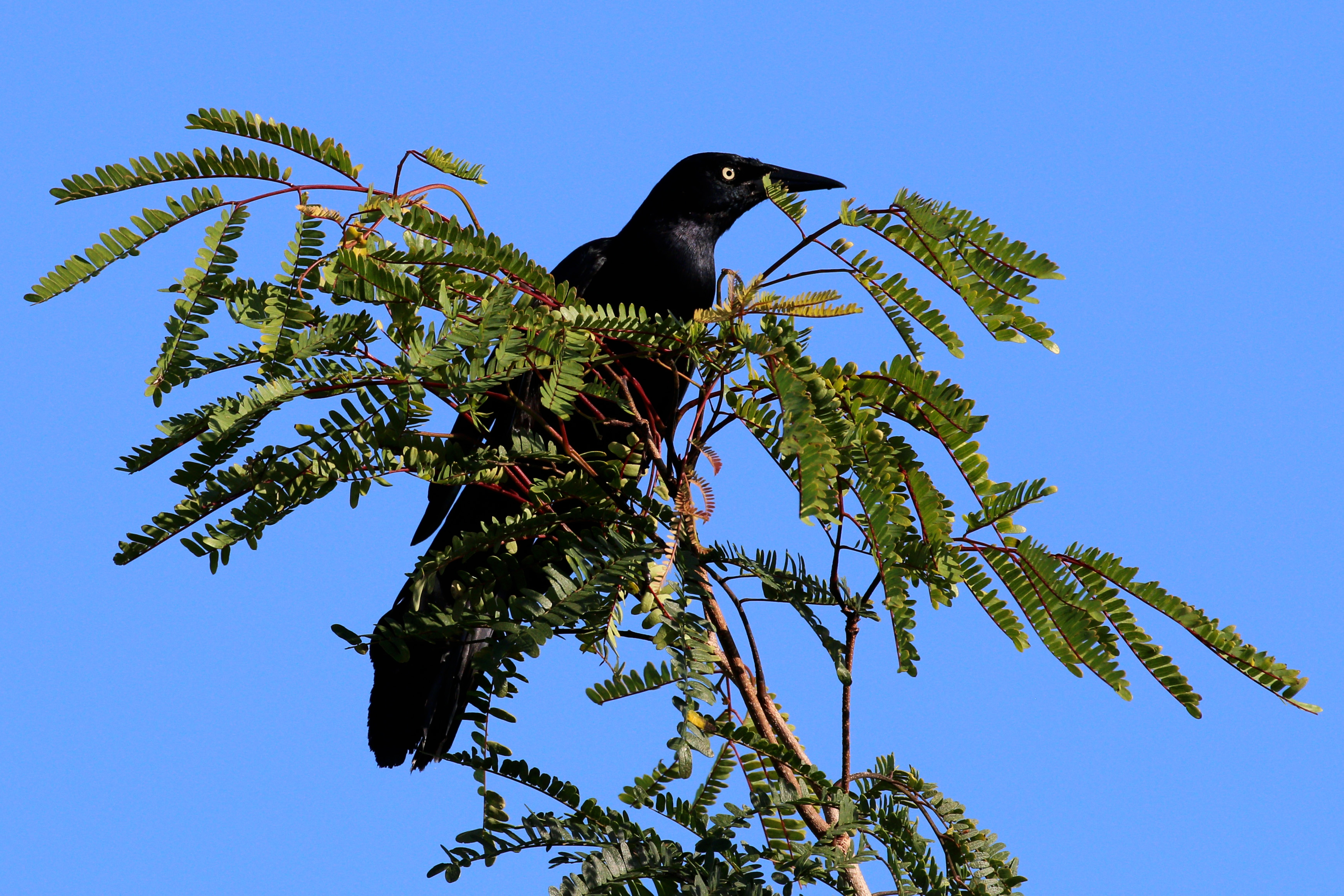 Greater antillean grackle (Quiscalus niger gundlachii)