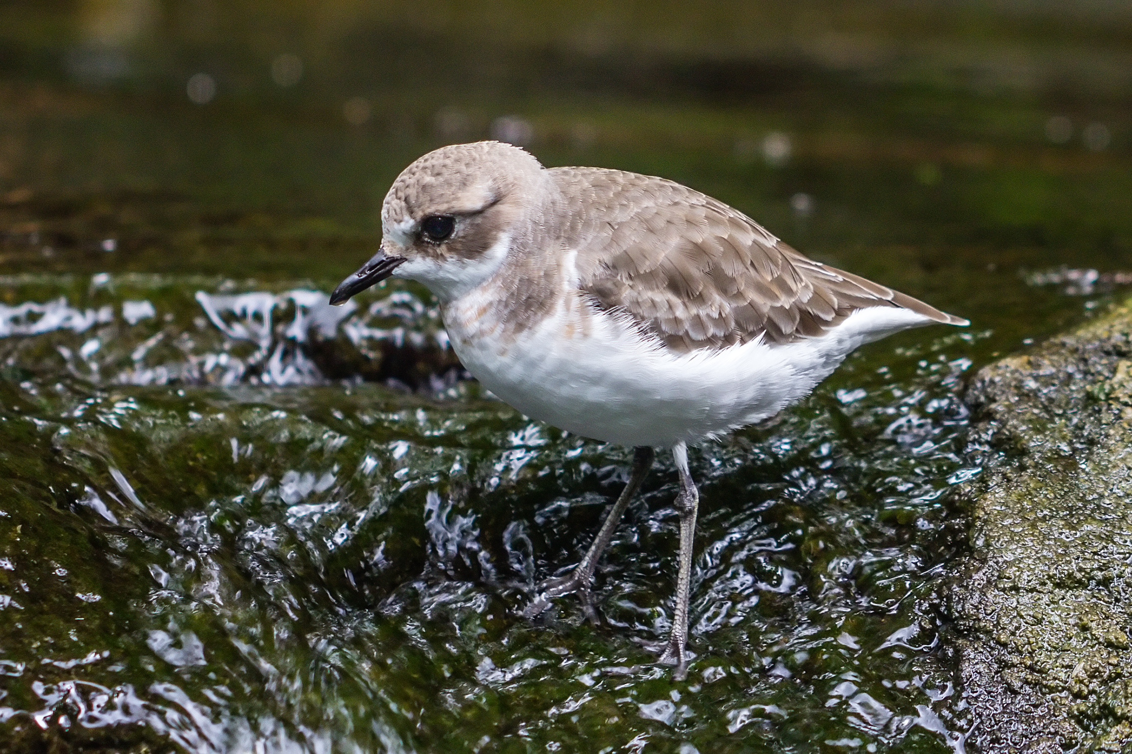 Greater Sand Plover, Gembira Loka Zoo, Yogyakarta, 2015-03-15 03
