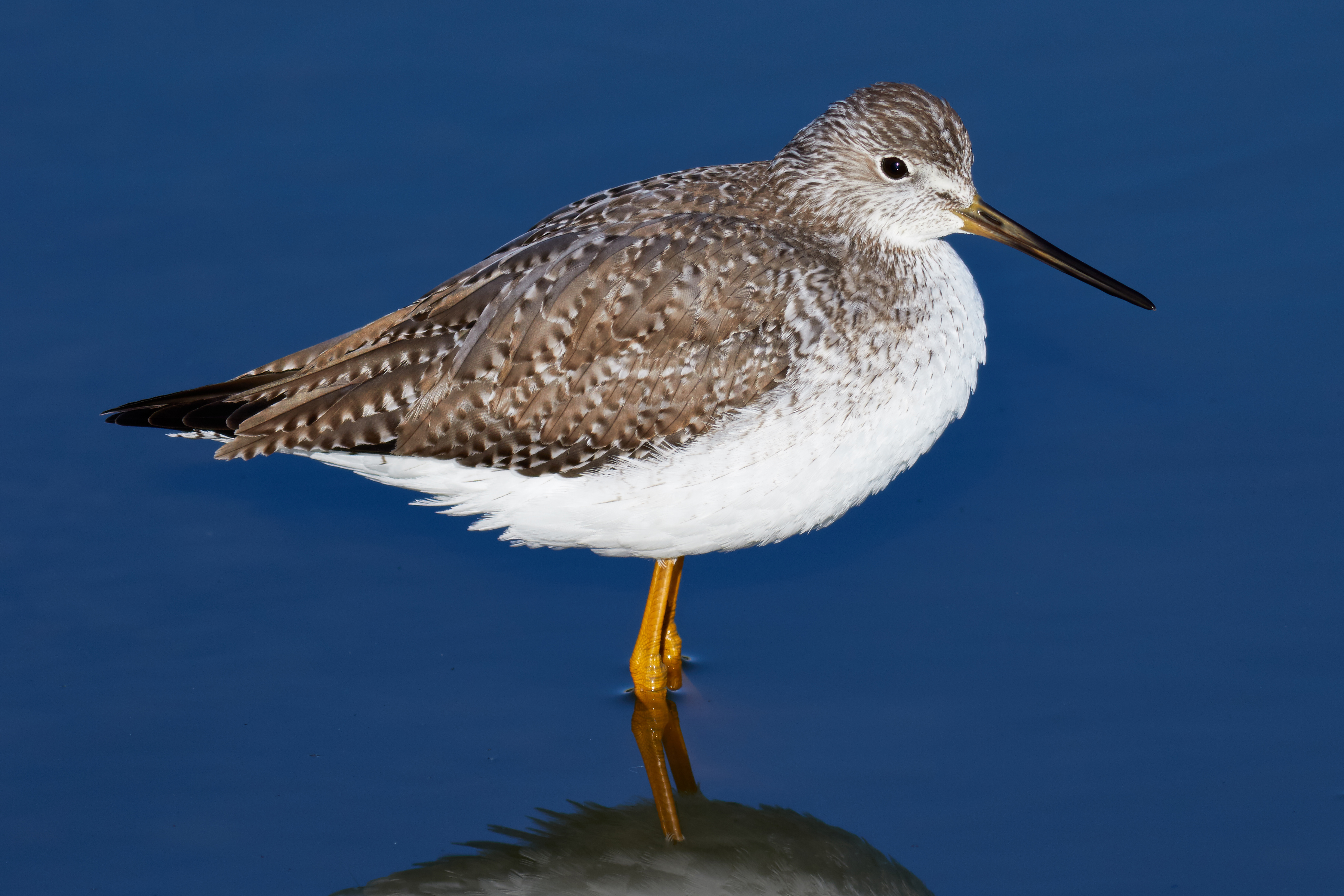 Greater Yellowlegs (Las Gallinas Wildlife Ponds)