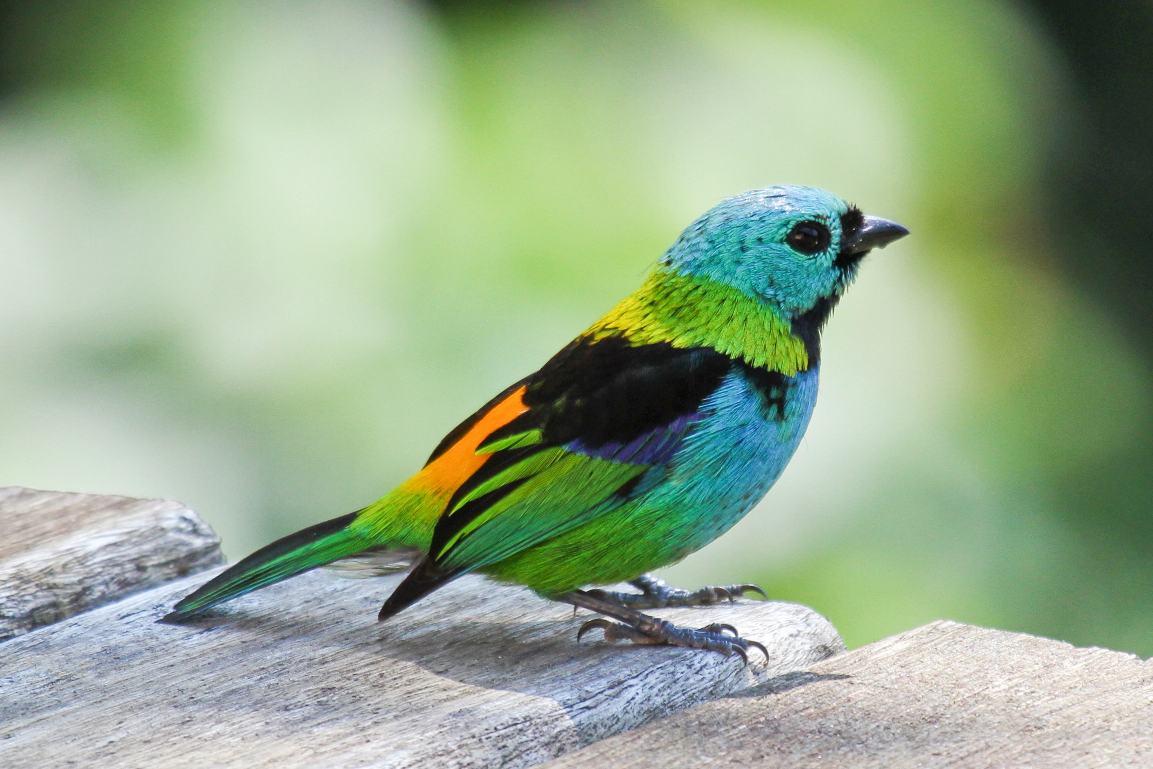 Green-headed Tanager Ubatuba