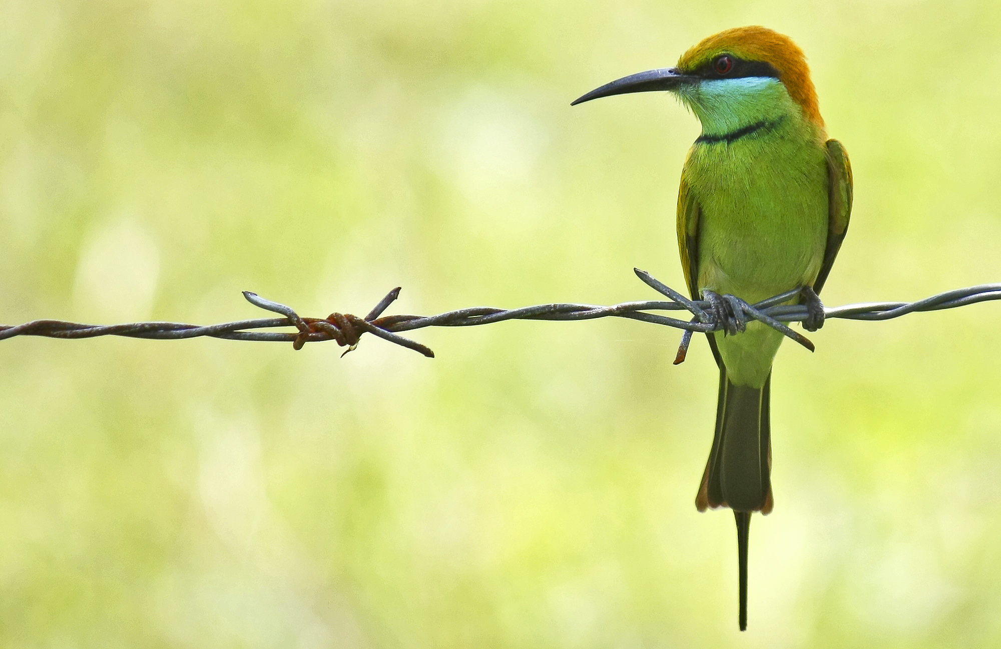 Green Bee-eater - Merops orientalis